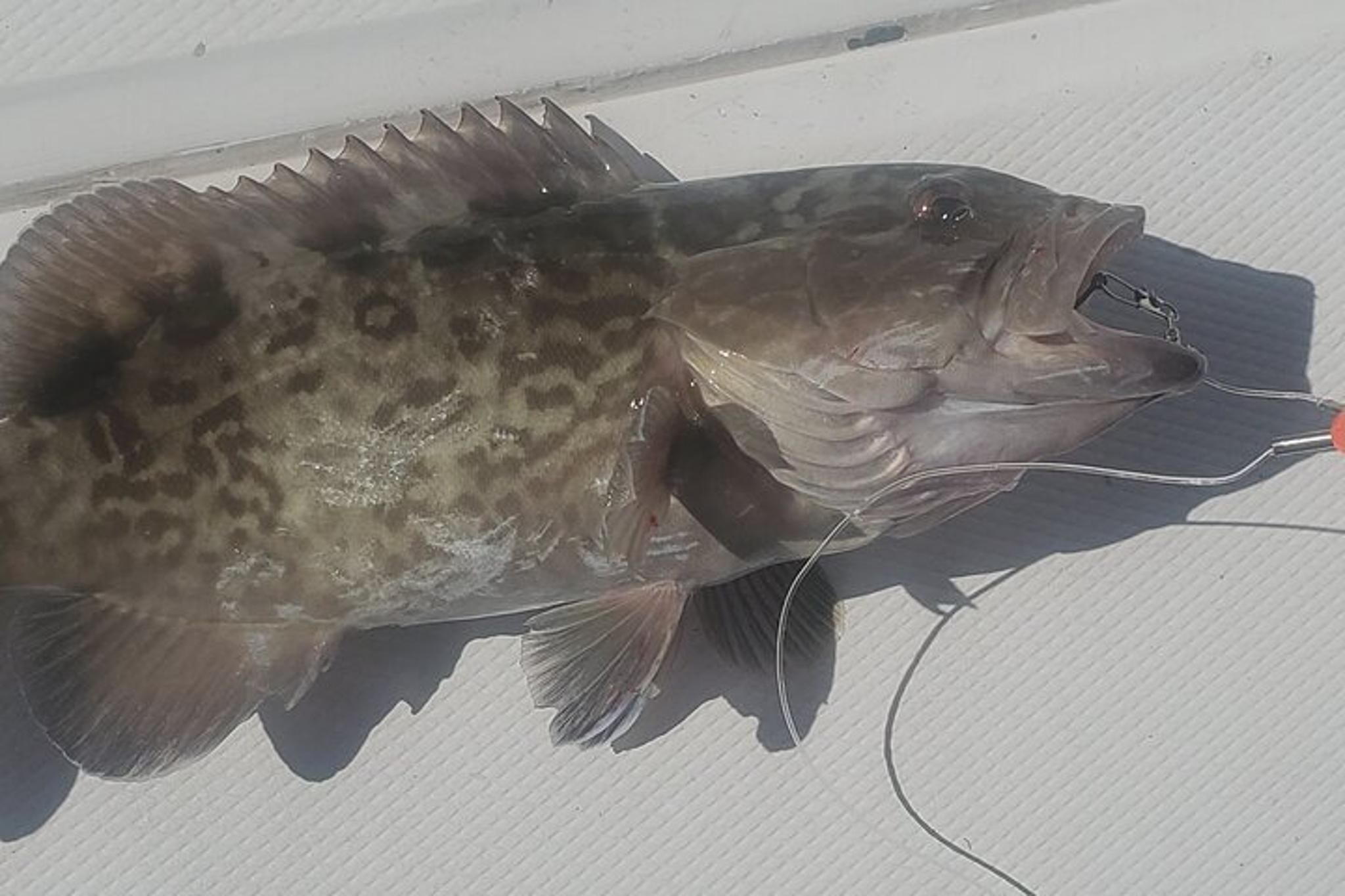 Englewood Offshore Fishing Charter - Image 3