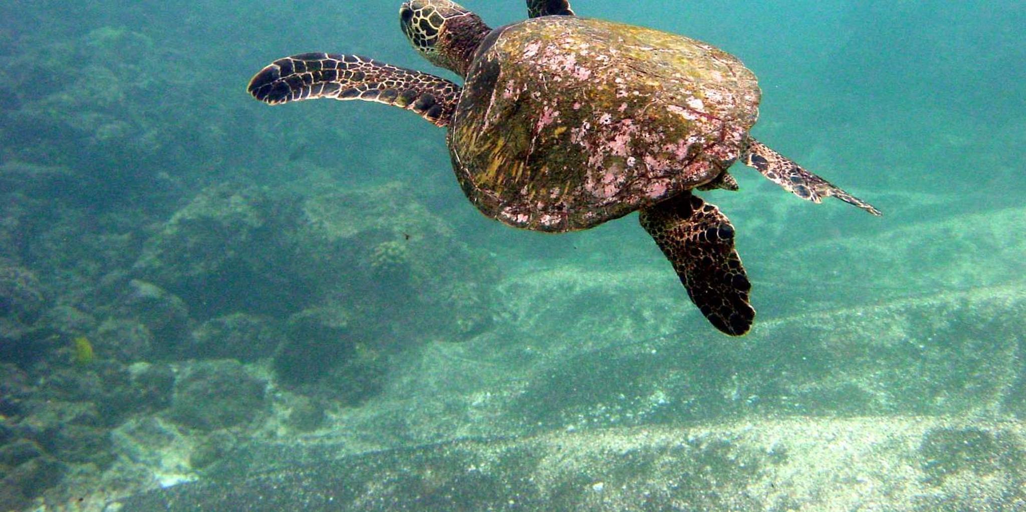 Maui Beach Snorkel Tour - Image 6