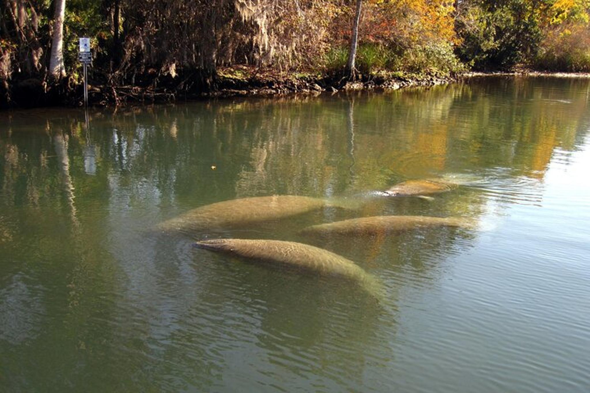 Crystal River Manatee & Wildlife Viewing Cruise 90 min - Image 6
