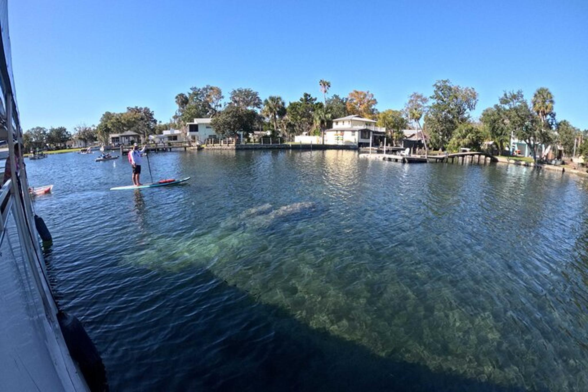 Crystal River Manatee Watching Cruise 90 Min