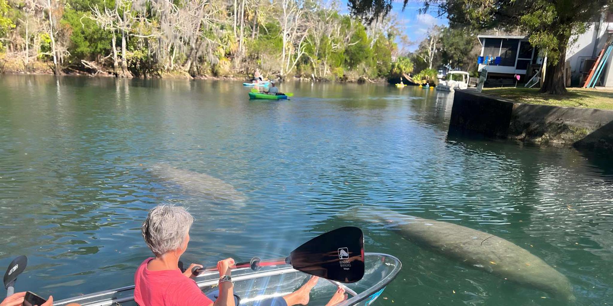 Crystal River Clear Kayak Manatee Tour with Free Photos - Image 3