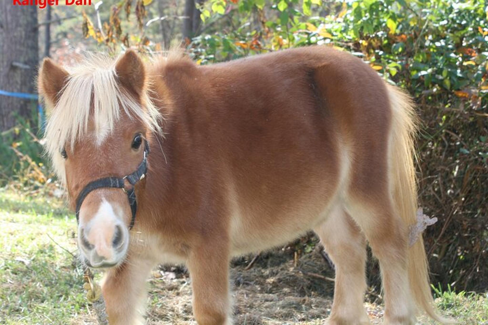 Smoky Mountains Mini Horse Ride - Image 6