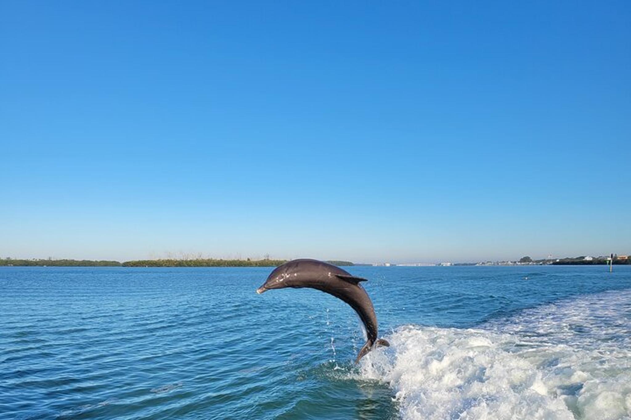 Siesta Key Funship Adventure Dolphin Cruise - Image 5