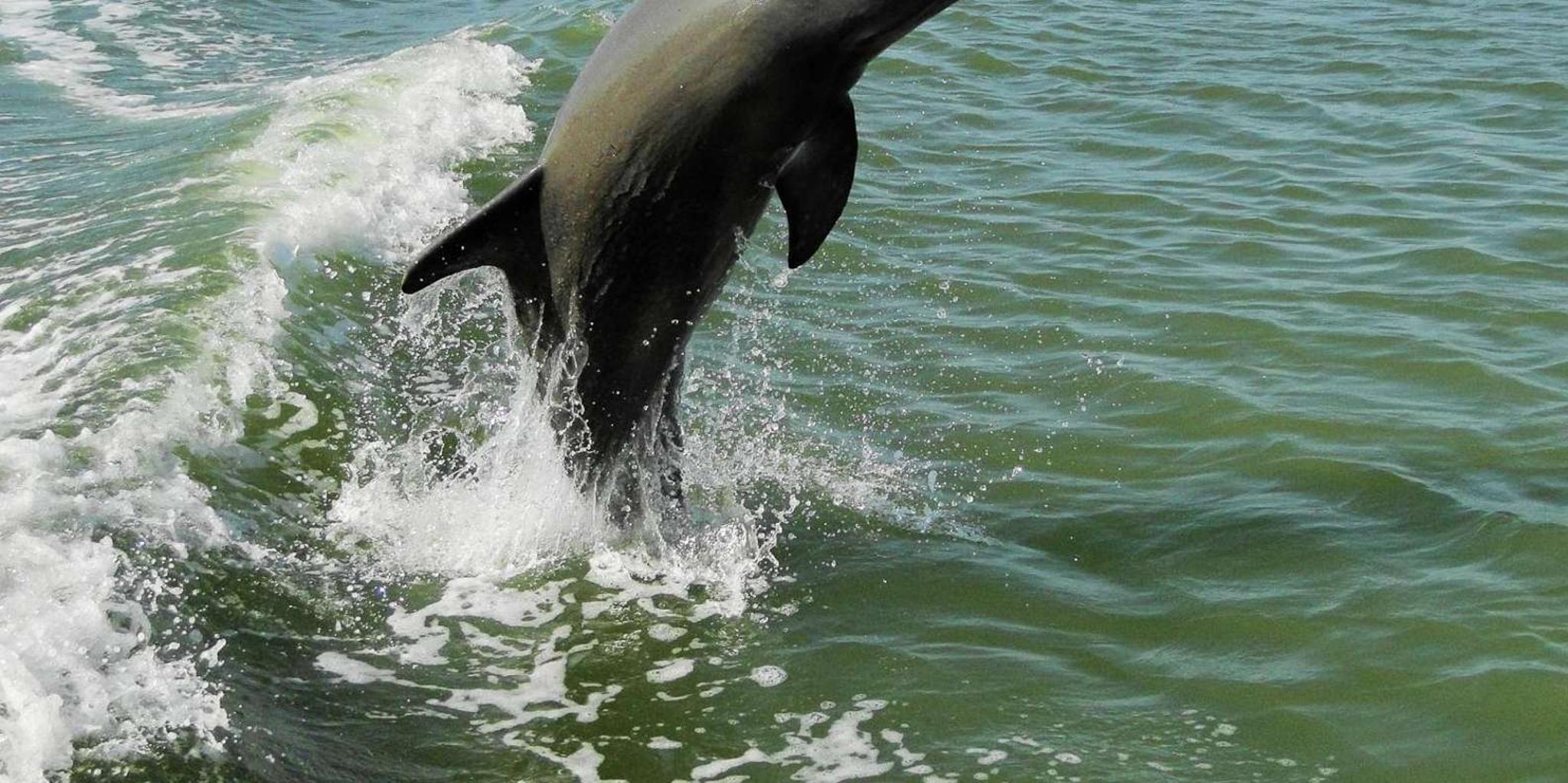 Marco Island Dolphin, Birding, and Shelling Tour 2 hr