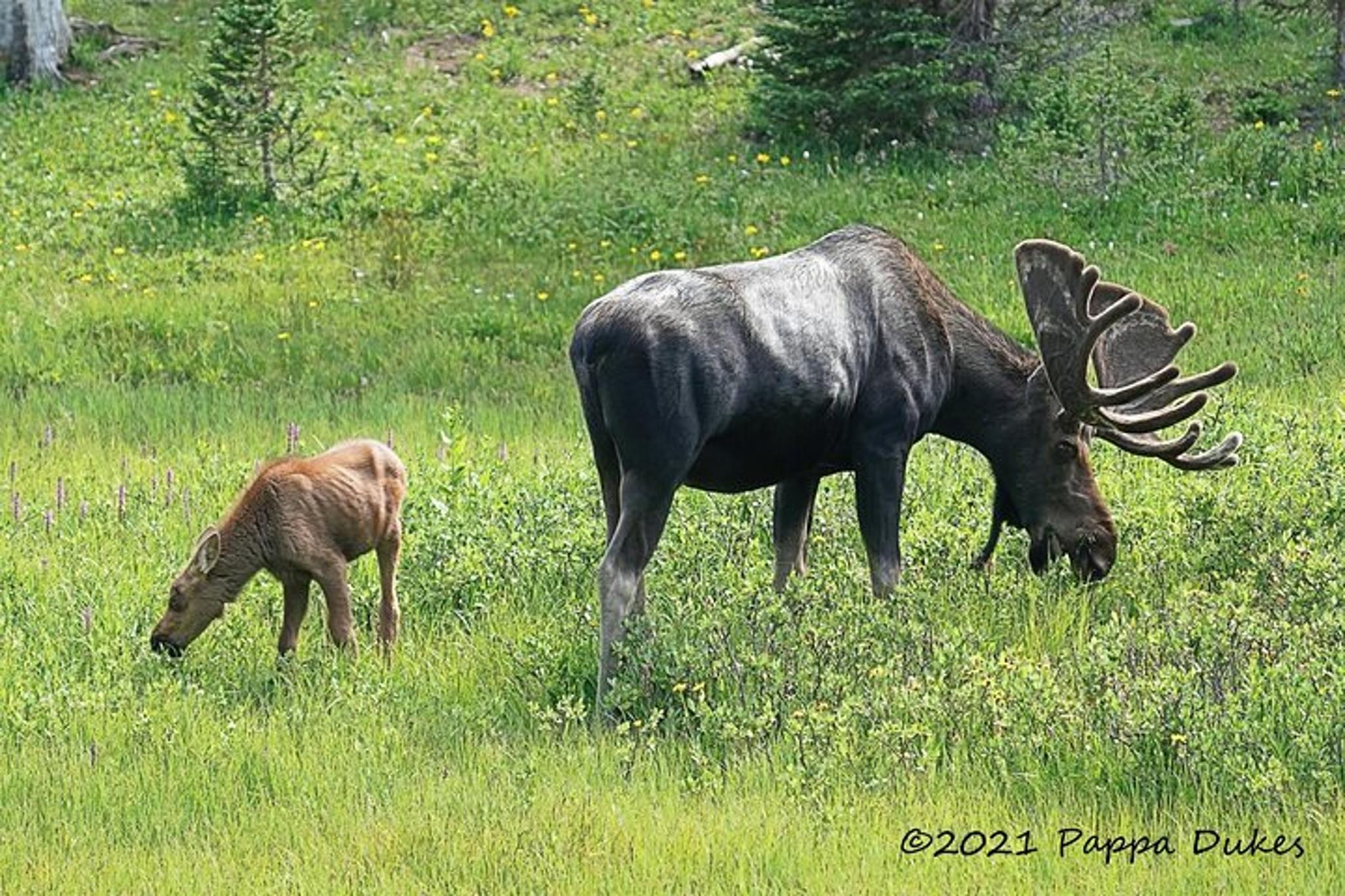 Rocky Mountain Wildlife Tour at Sunset - Image 3