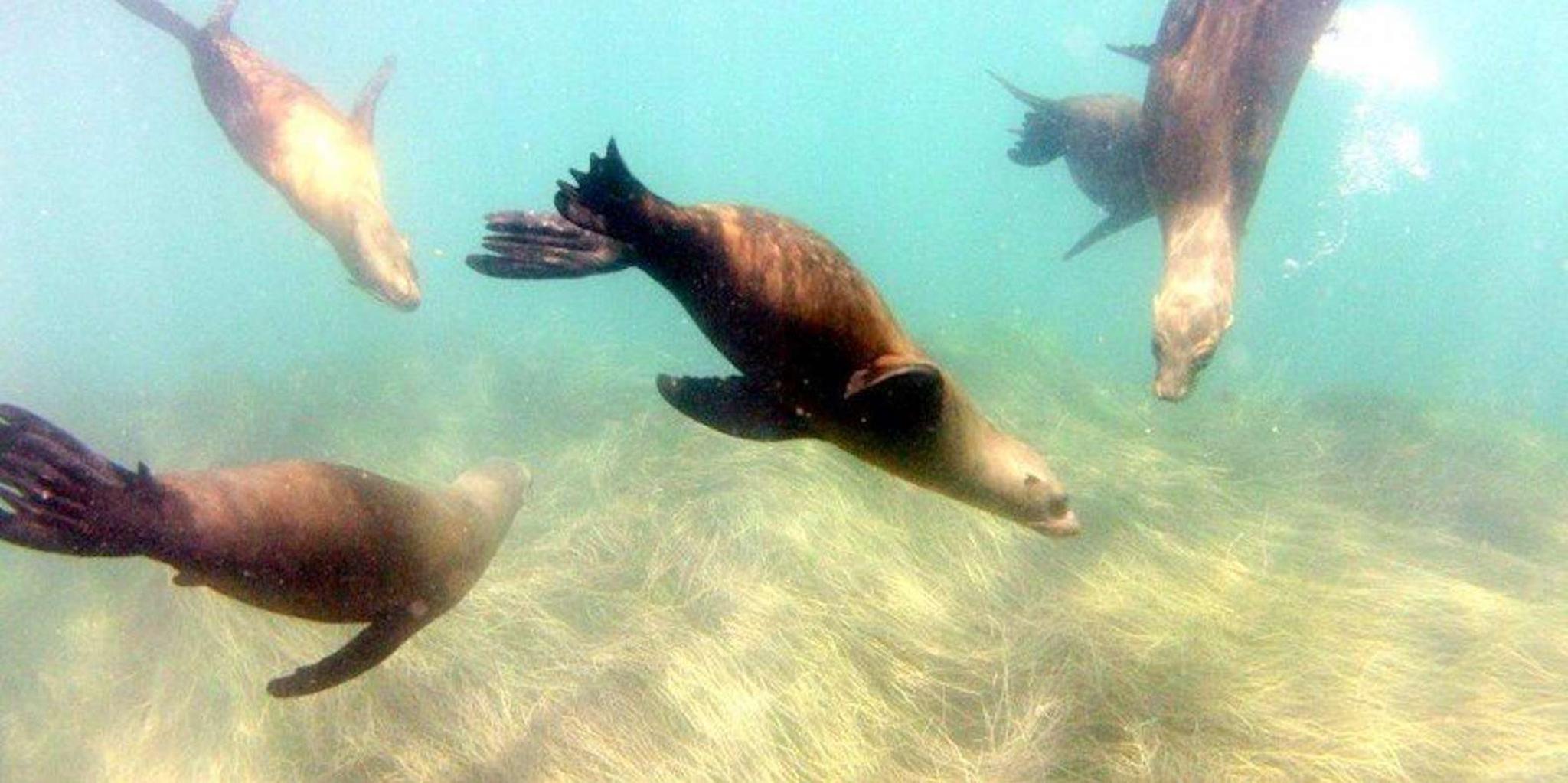 San Diego Snorkeling Tour in La Jolla Cove - Image 2