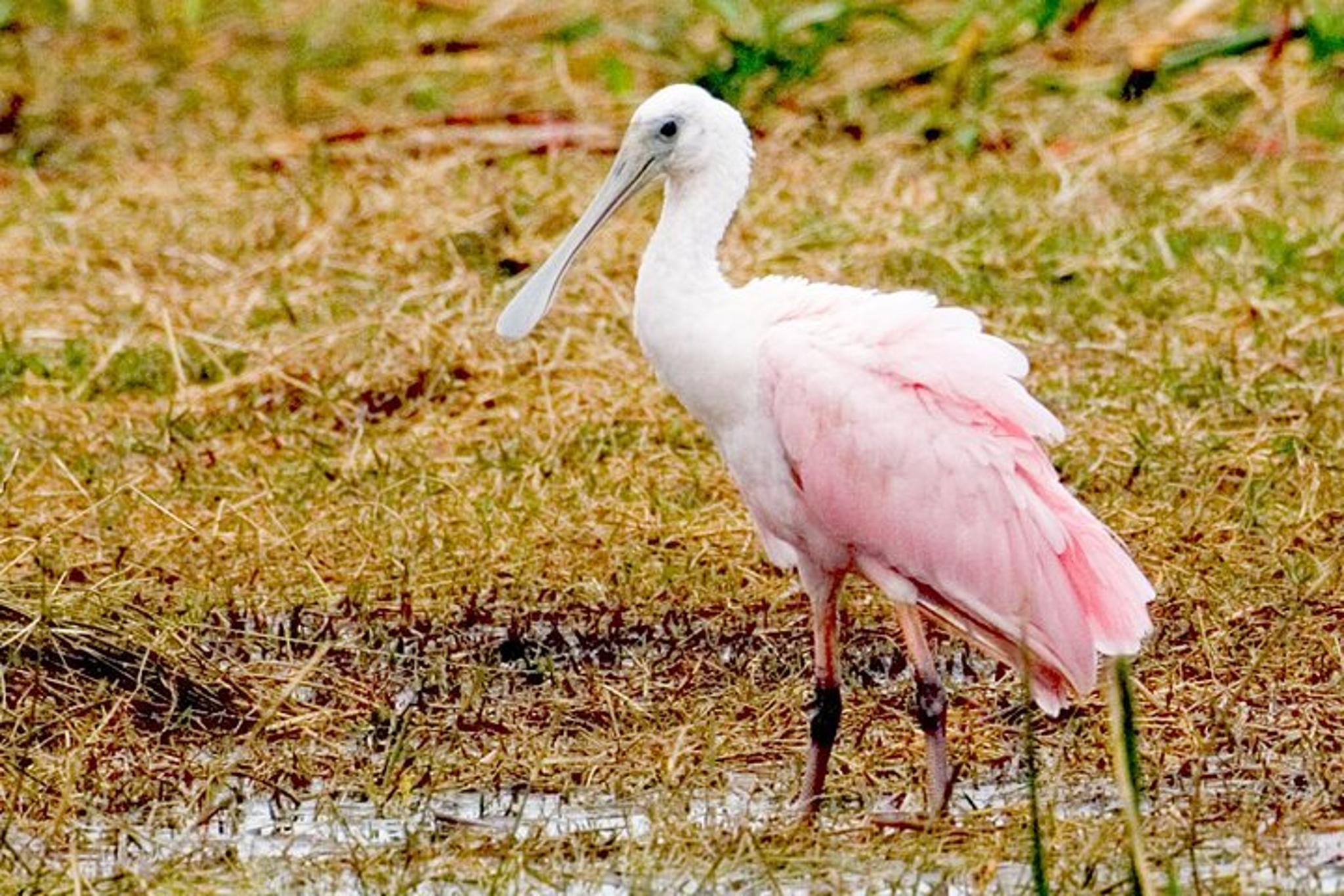 Everglades National Park Boat Tour - Image 5