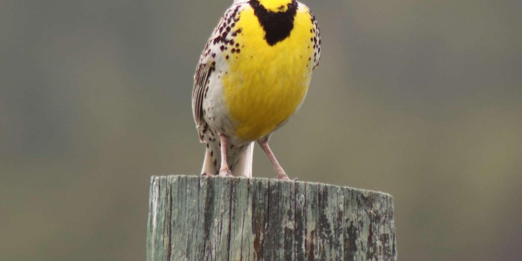 Rapid City Black Hills Parks and Monuments Tour - Image 6