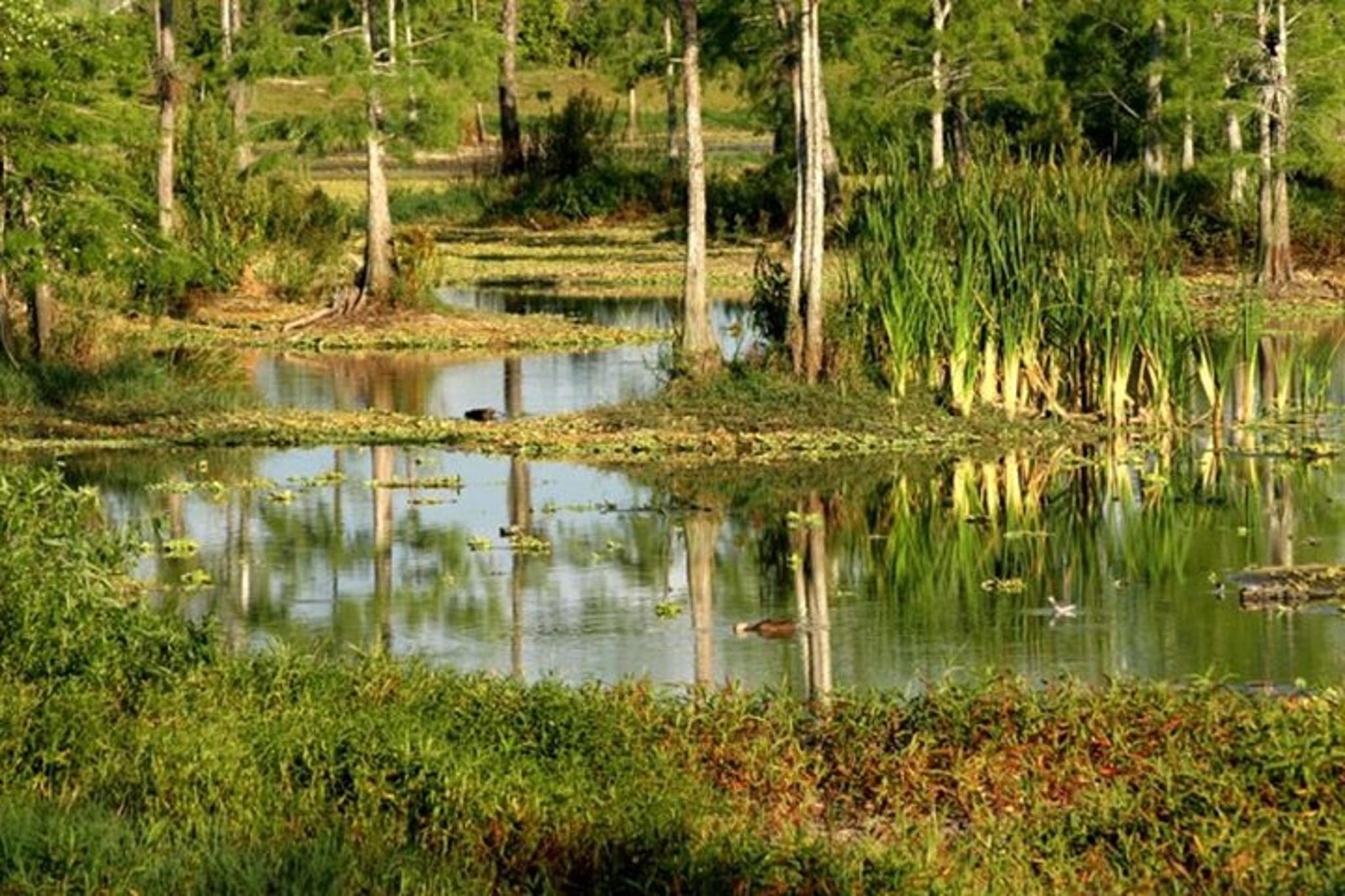Miami Everglades Airboat Tour