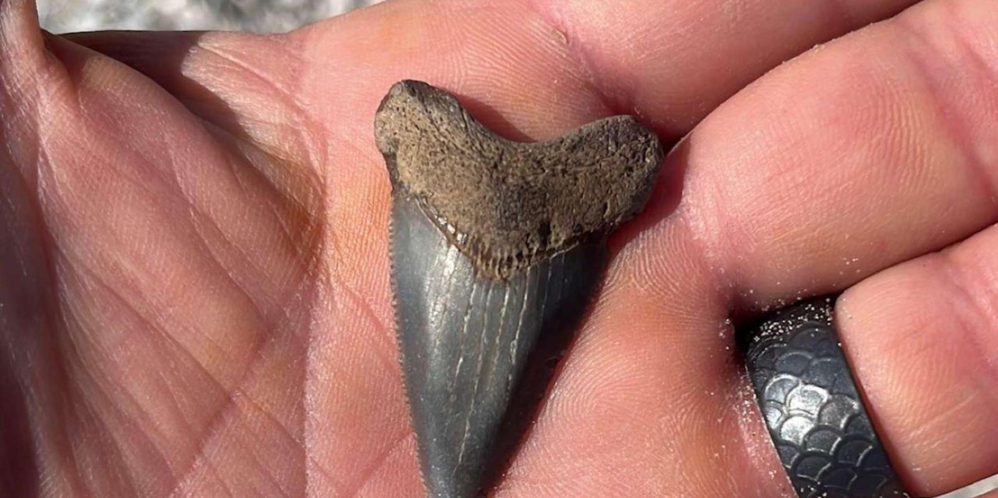 Folly Beach Morris Island Fossil Hunting Boat Tour - Image 4