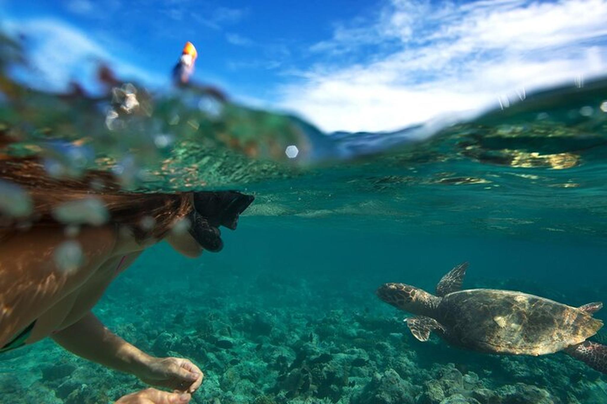 Oahu Snorkeling Tour with Turtles