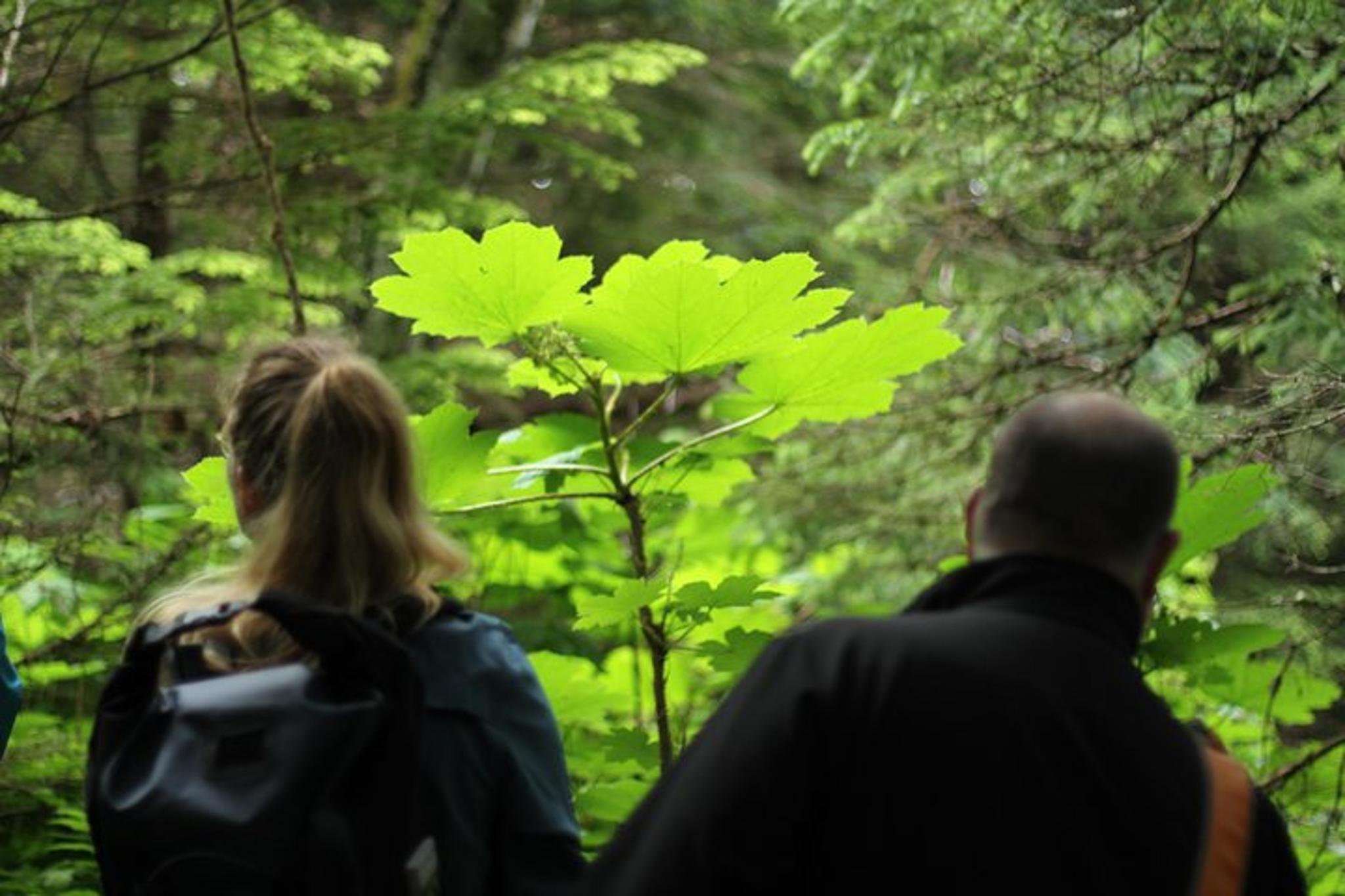 Haines Coastal Hike - Image 6