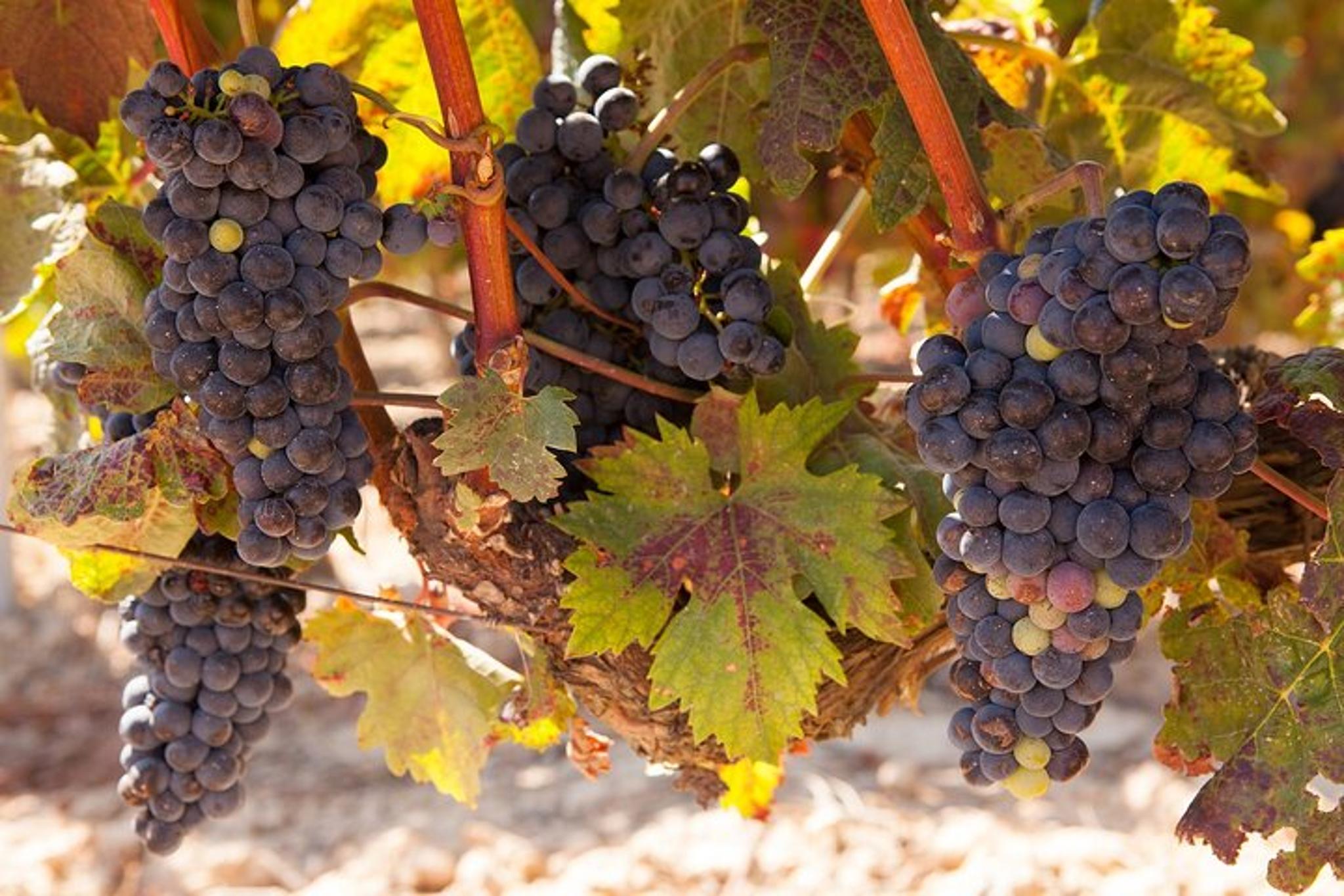 Atlanta Wine Country Tour - Image 5