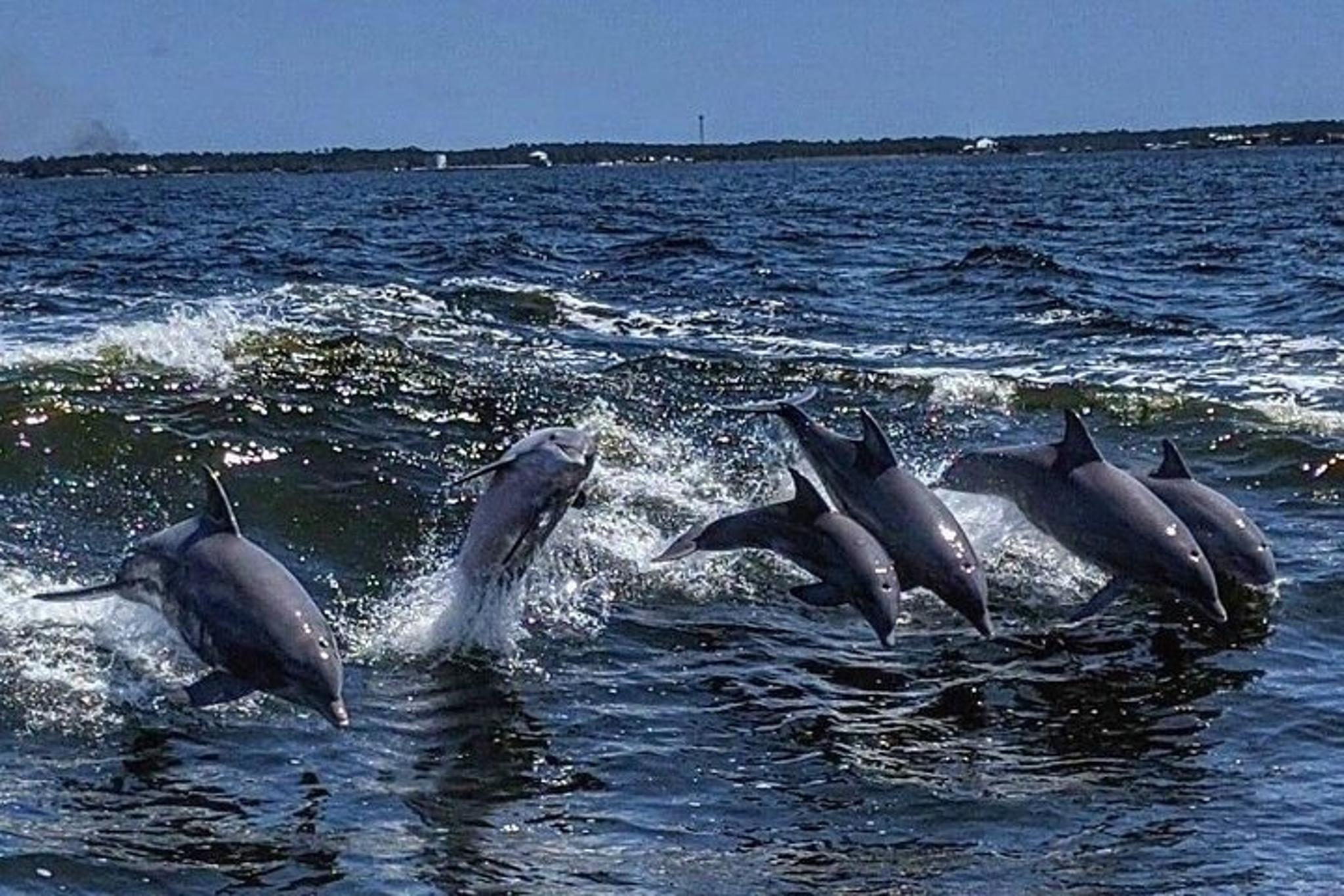 Orange Beach Dolphin Watching Cruise - Image 3