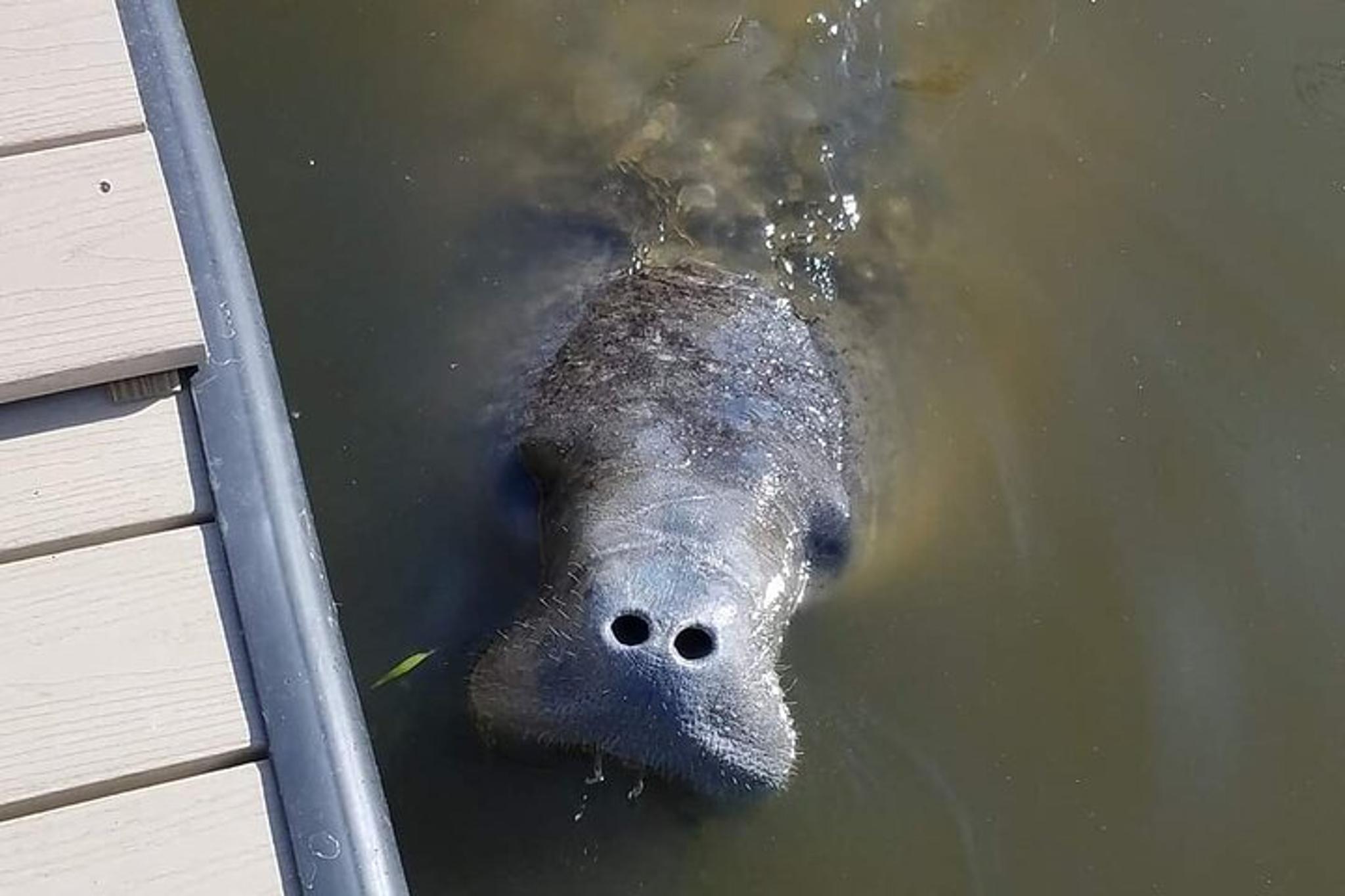 Merritt Island Craigcat Rental 1 hr - Image 3