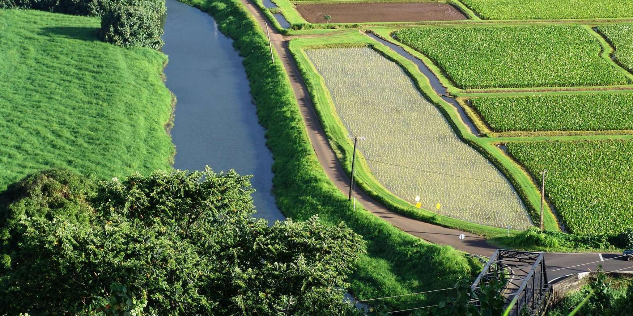 Kauai River Cruise and Lighthouse Tour - Image 4