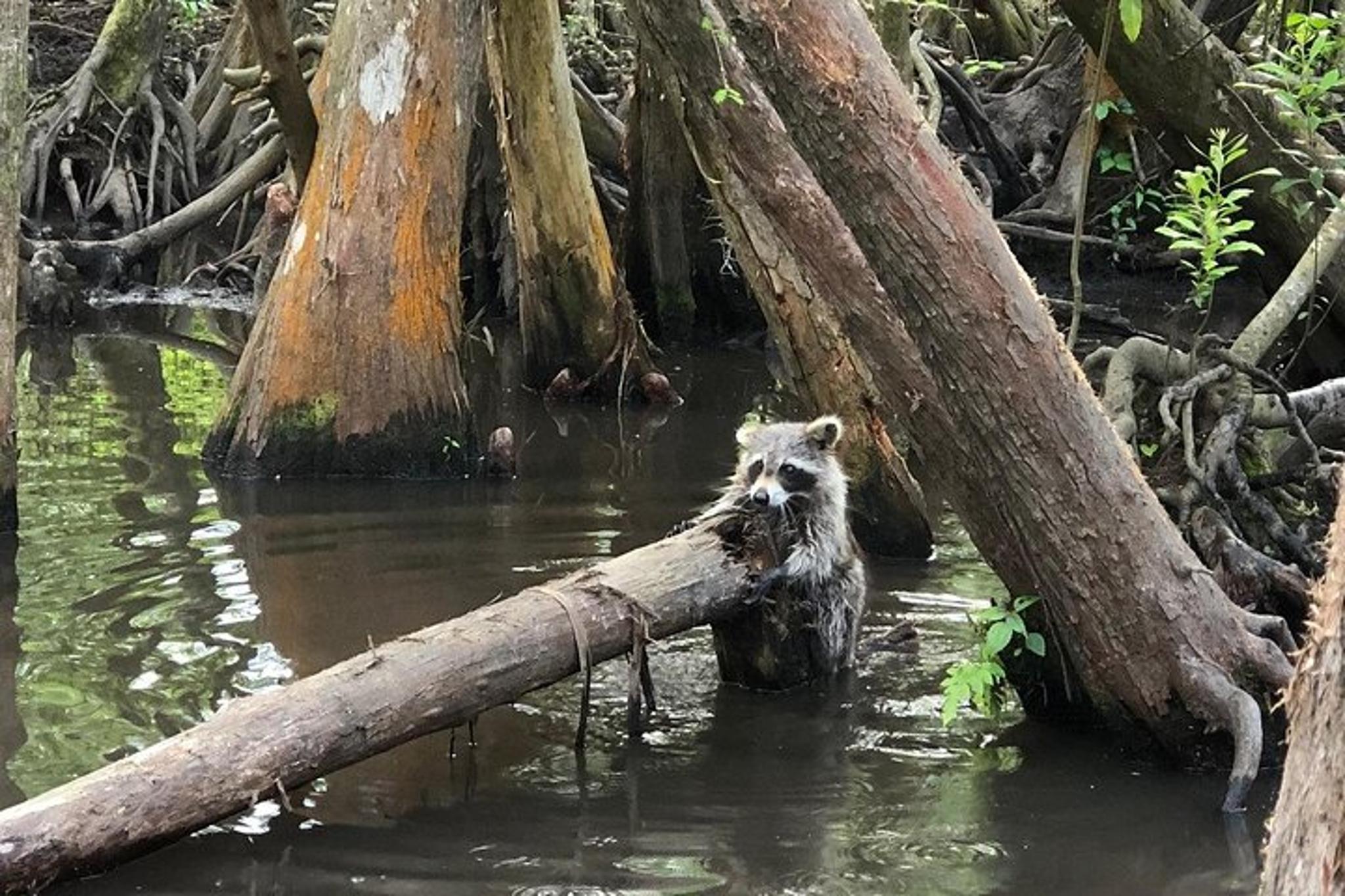 New Orleans Honey Island Swamp Boat Tour - Image 4