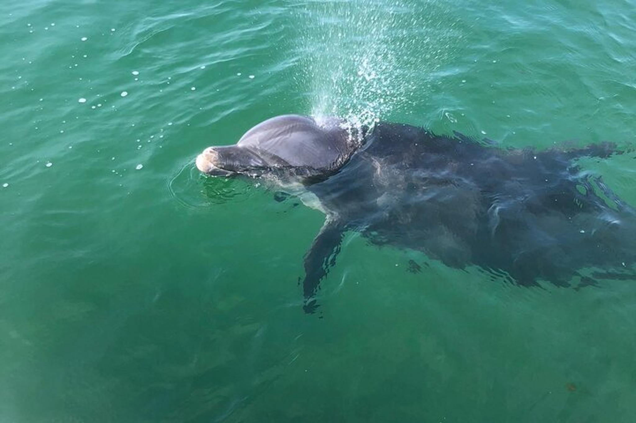 Florida Boat and Dolphin Watching Tour 2 hr - Image 4