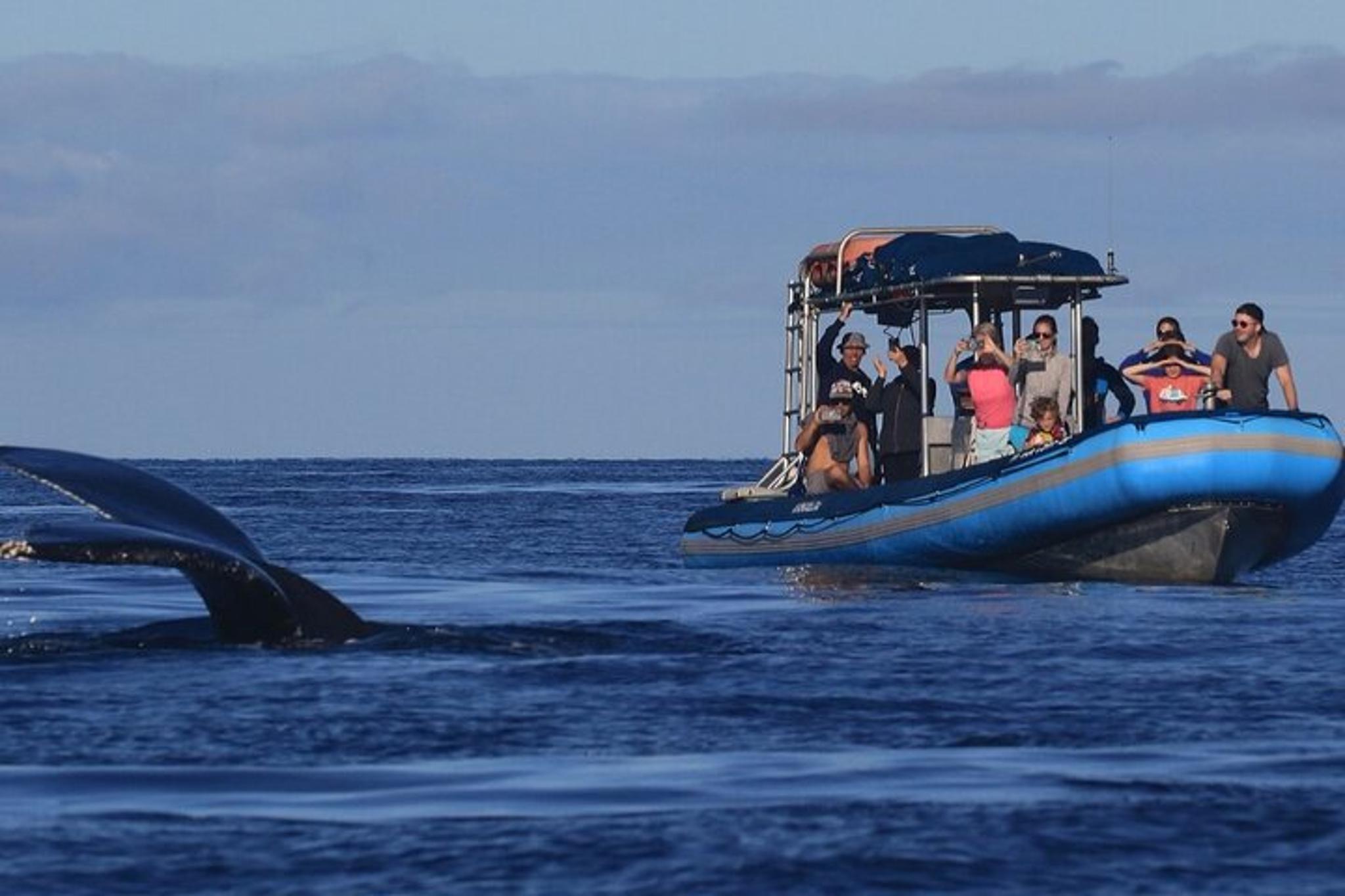 Maui Whale Watching Tour 1.5 hr