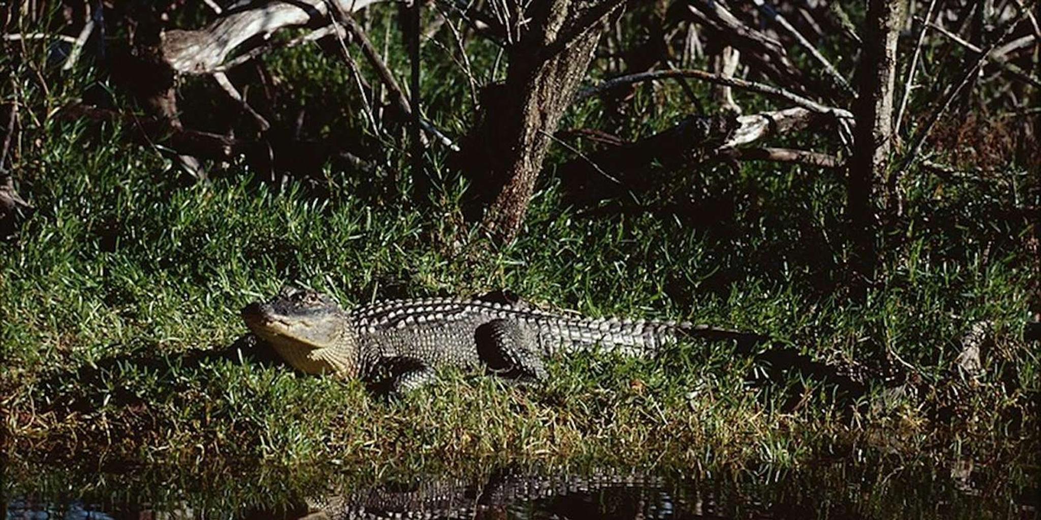Naples Everglades Airboat Tour and Wildlife Sanctuary - Image 6