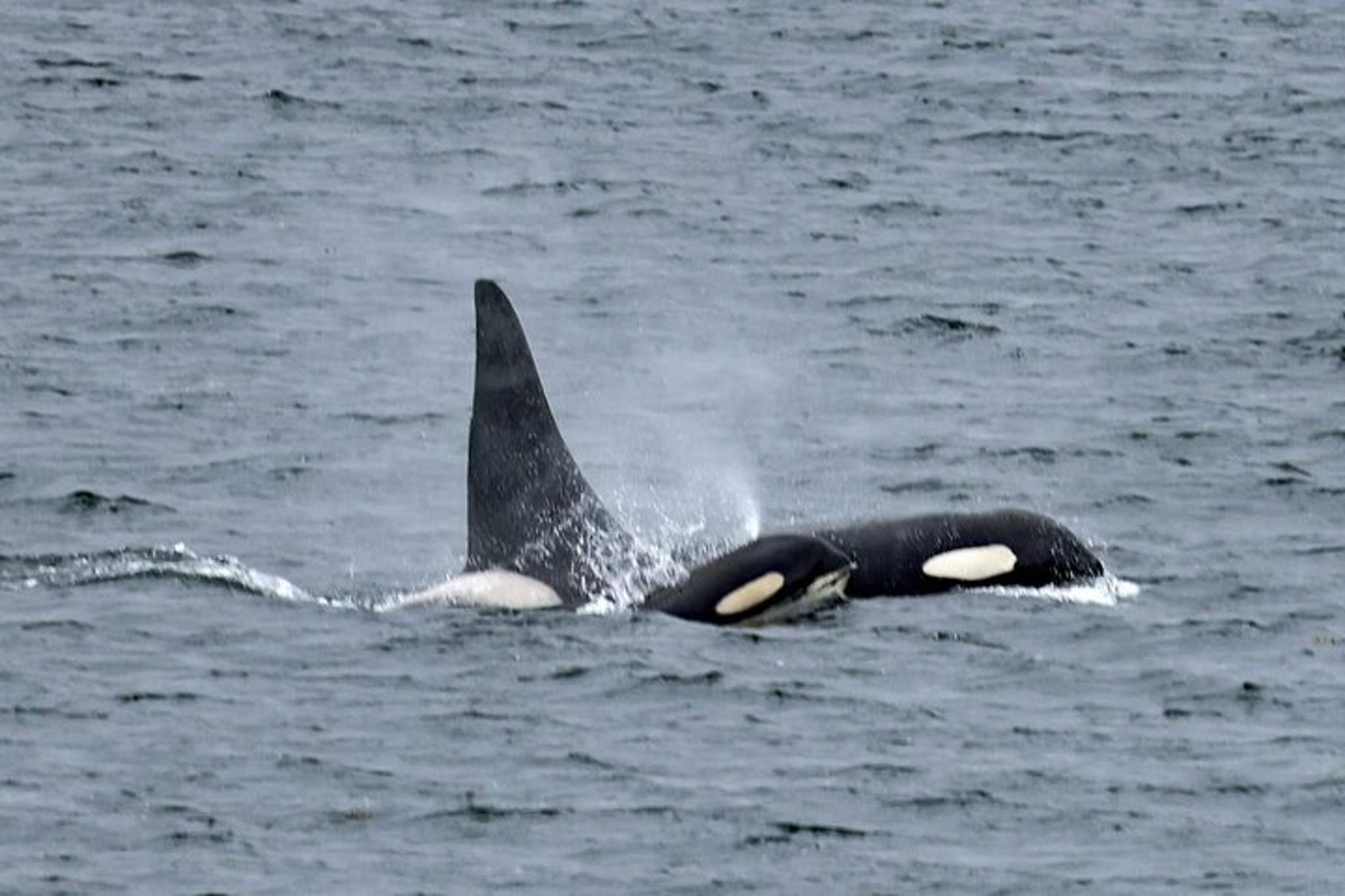 Ketchikan Private Custom Excursion - Image 5