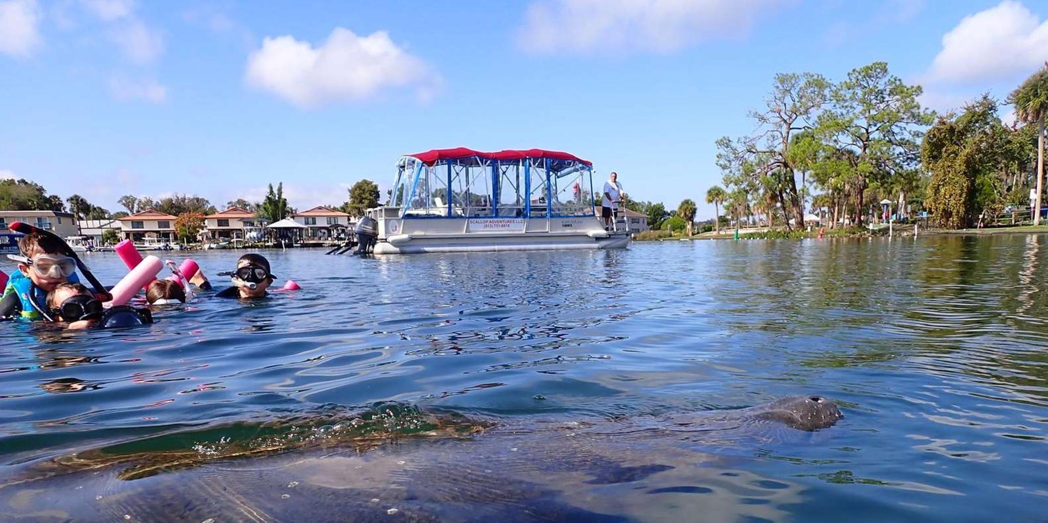 Crystal River Manatee Snorkeling Tour 3 hr - Image 3