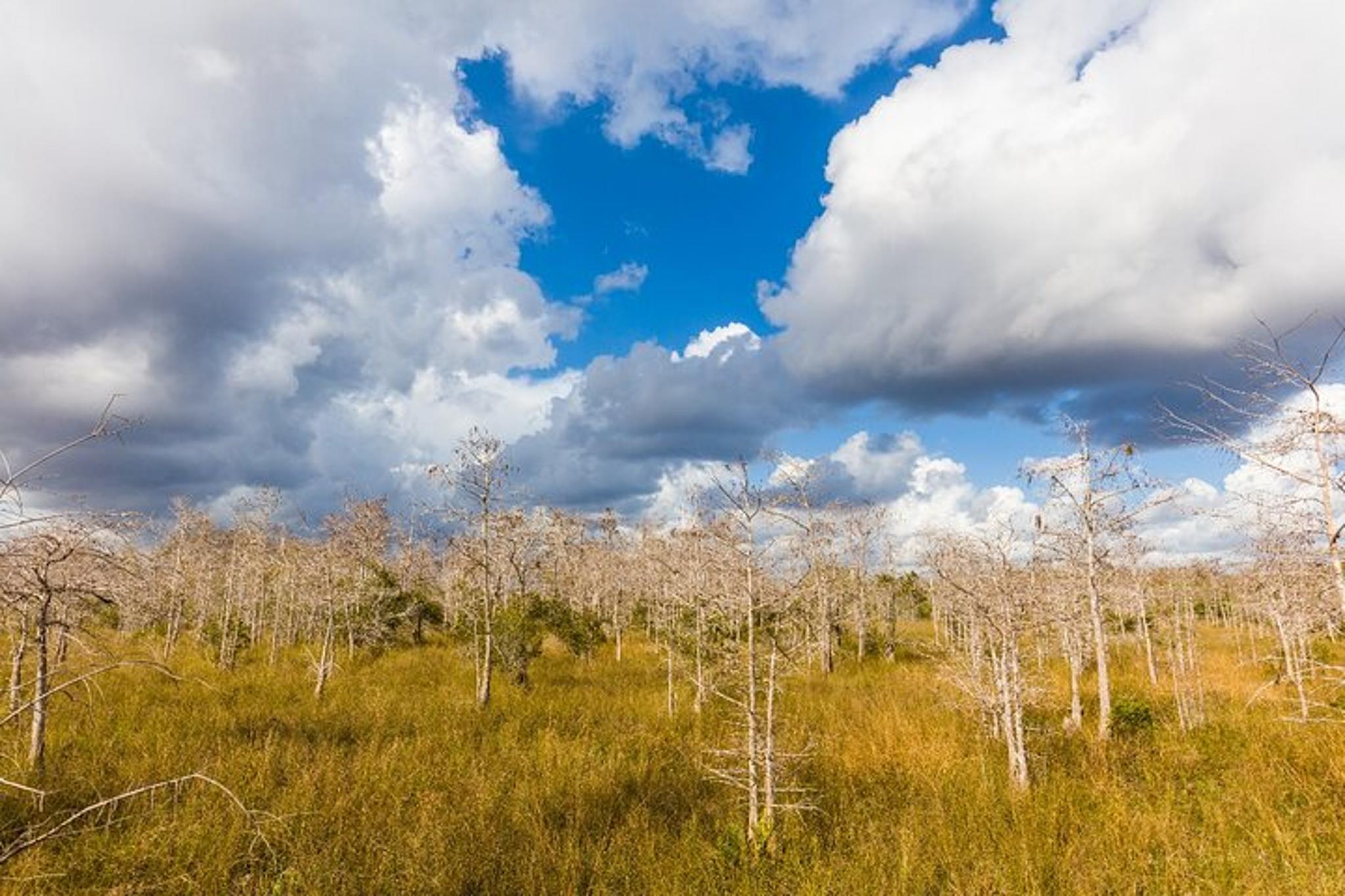 Big Cypress National Preserve Self-Guided Driving Tour - Image 6