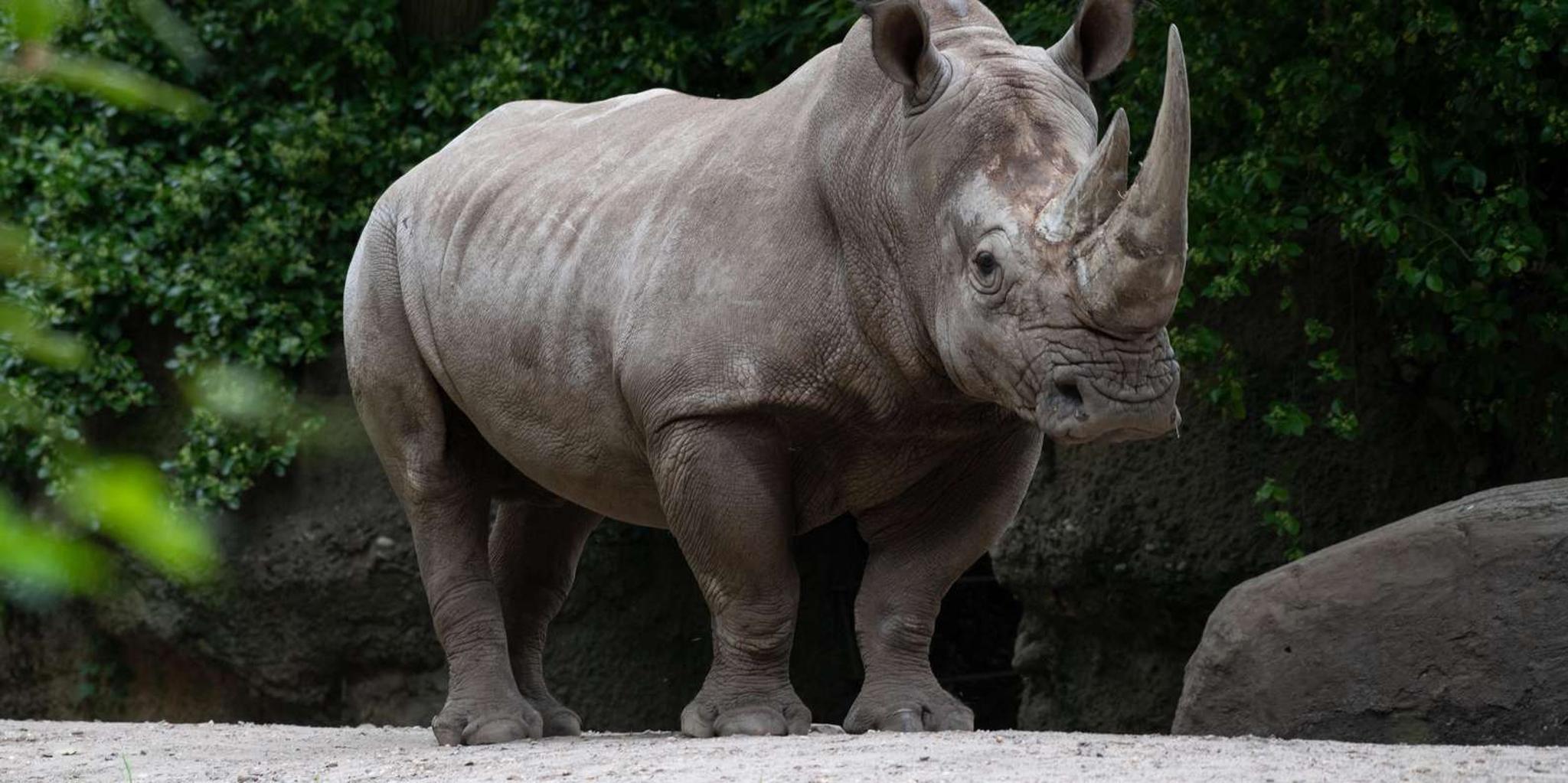 Bronx Zoo Entry Ticket - Image 3