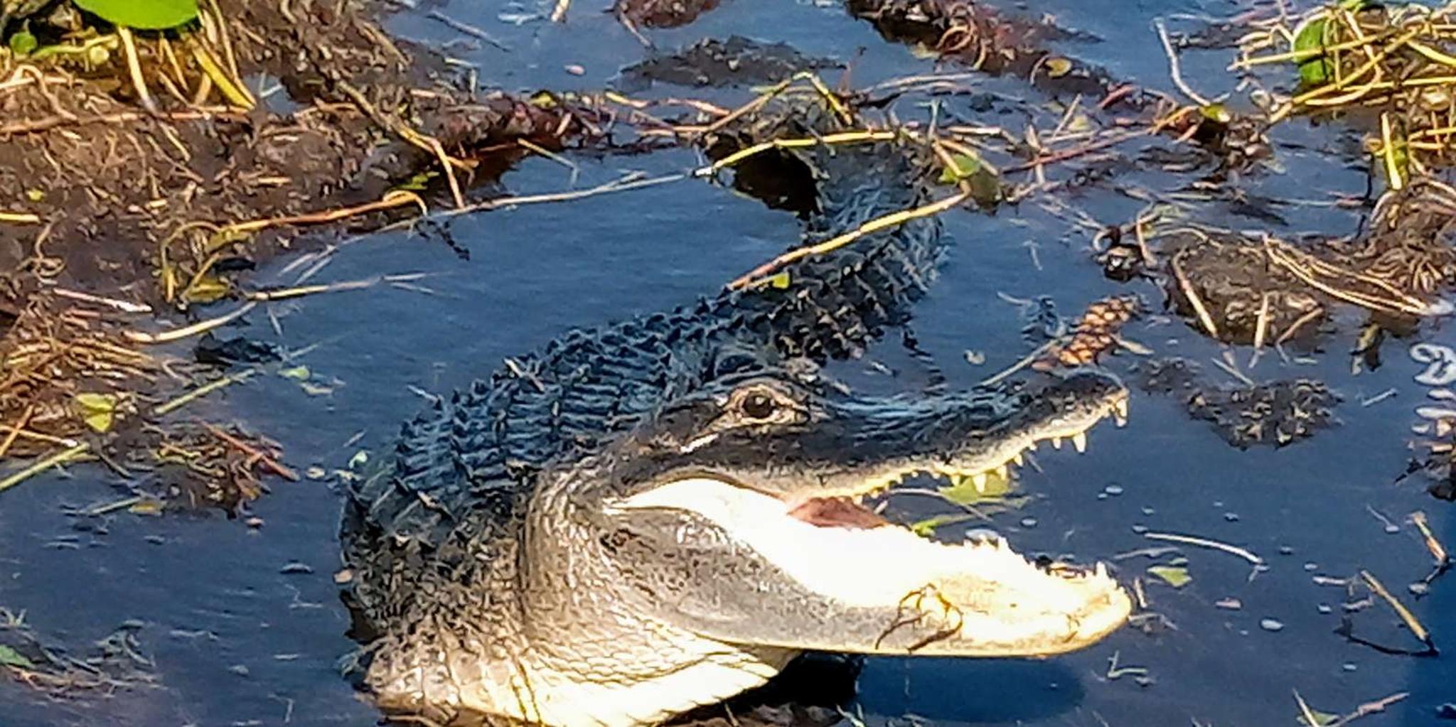 Miami Everglades Tour with Wet Walk and Boat Trips - Image 4