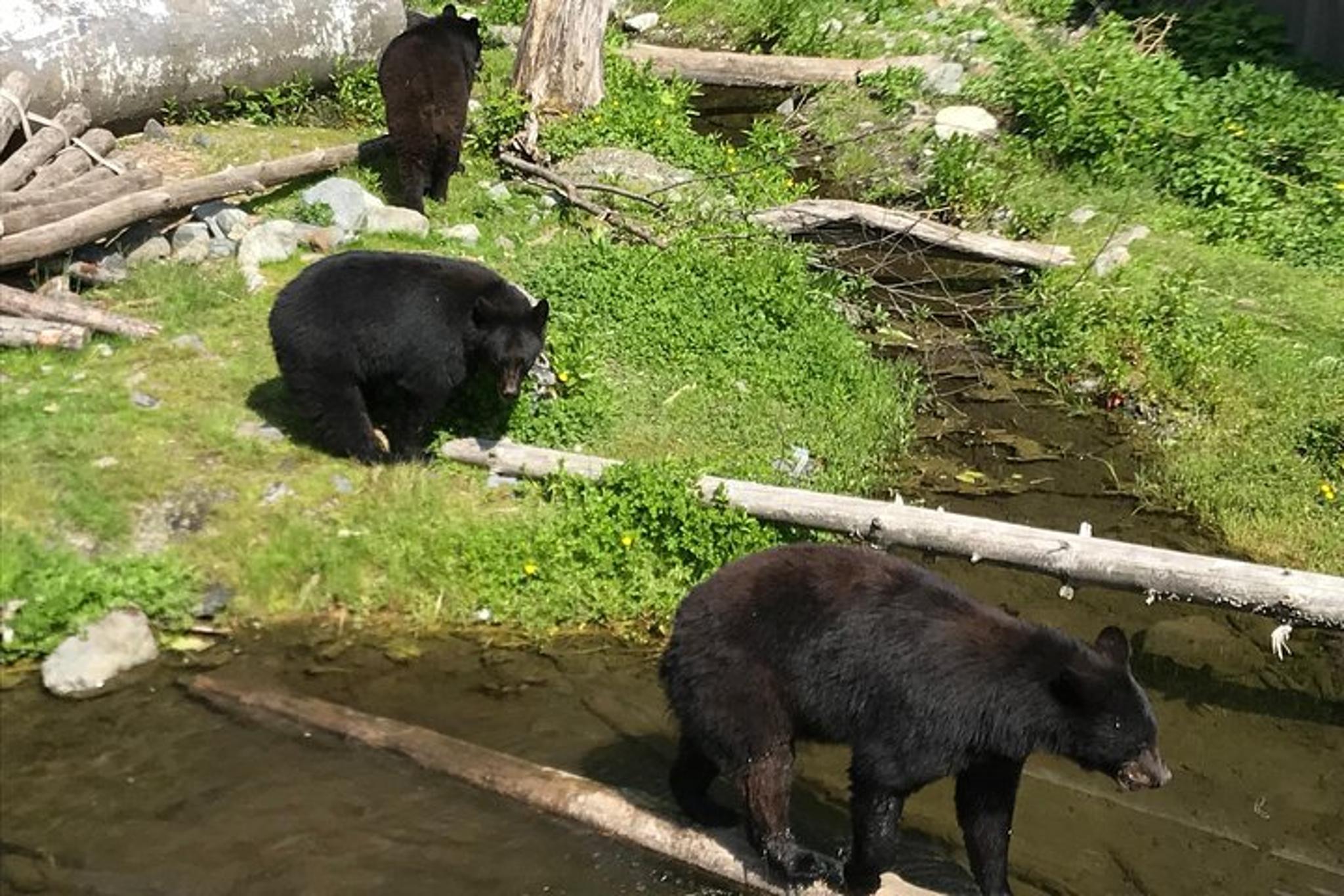 Sitka Private Tour - Image 4