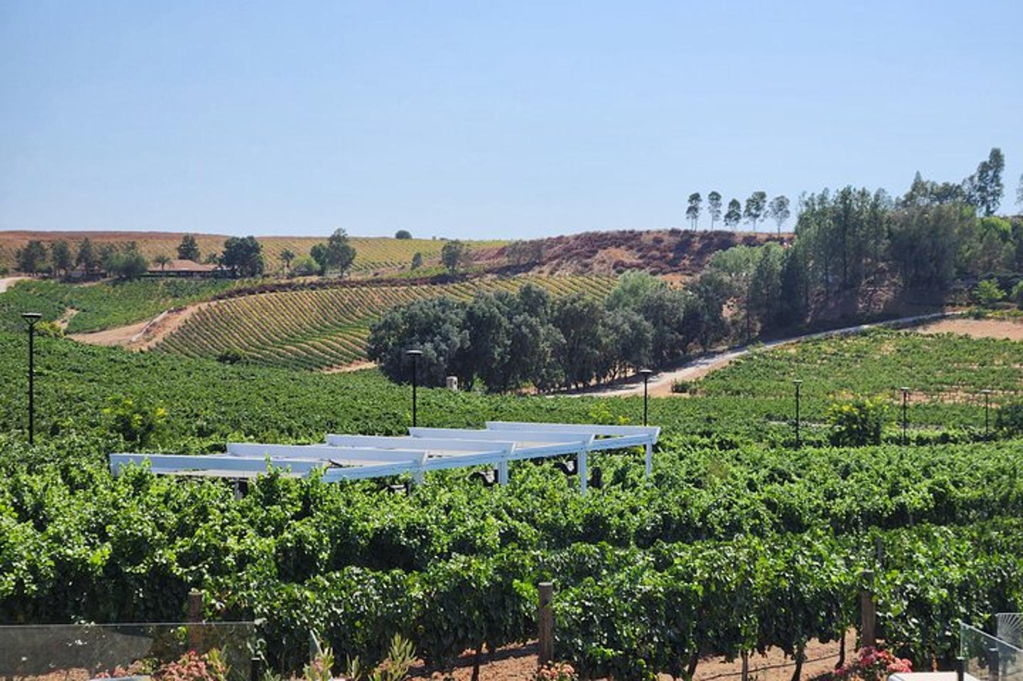 Temecula Wine Tour - Image 5