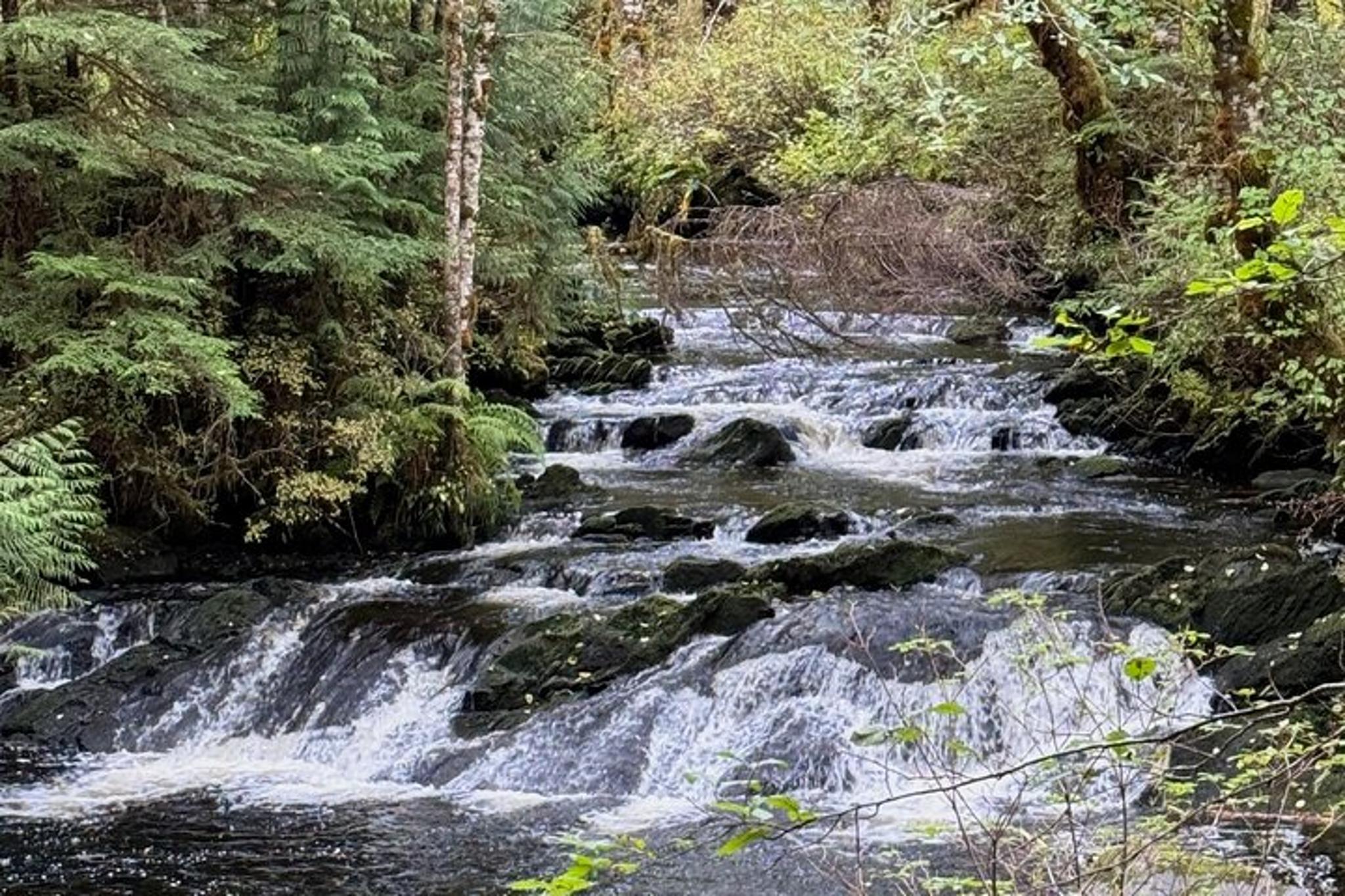 Ketchikan Rainforest Hiking Adventure