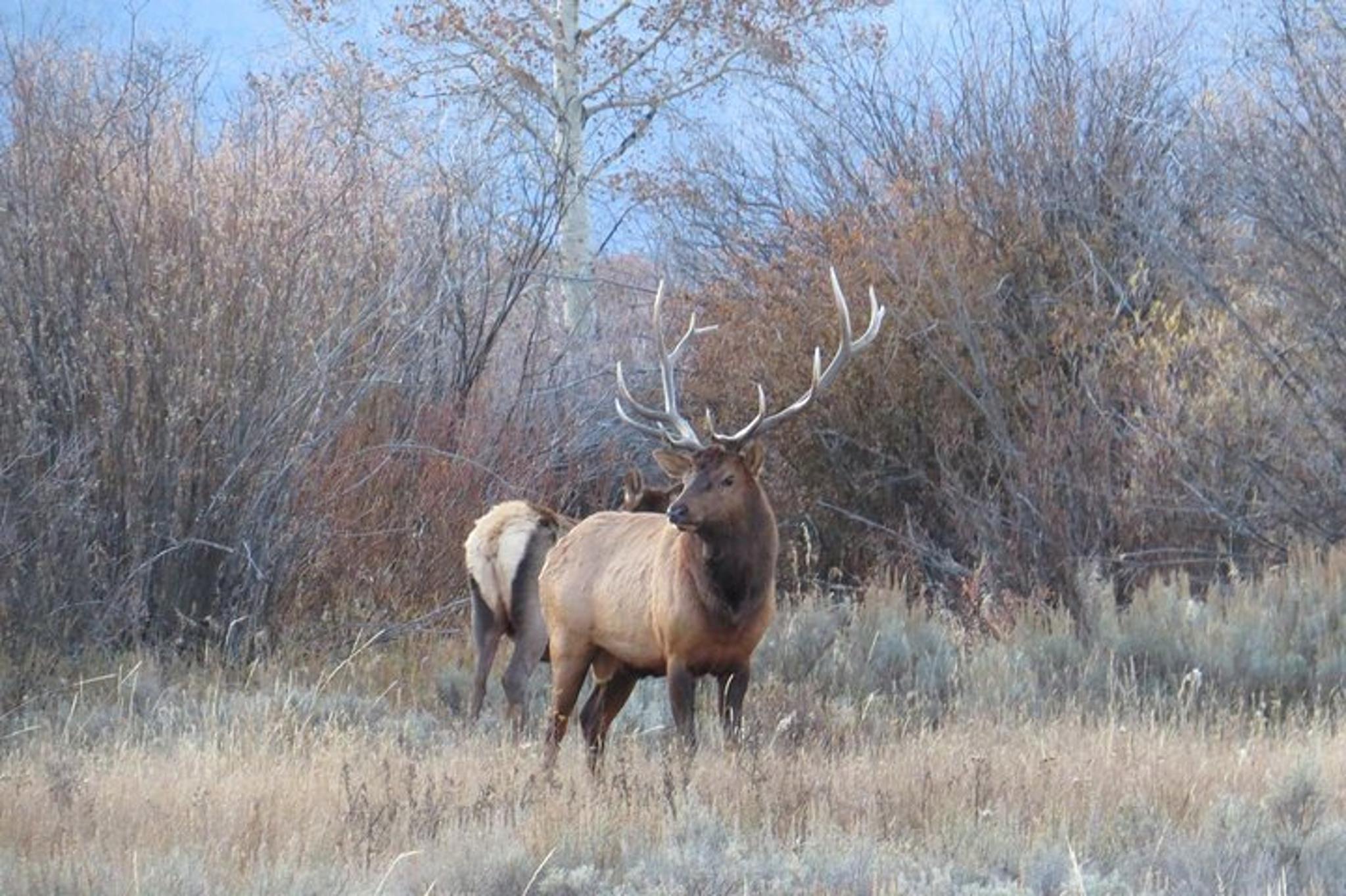 Yellowstone National Park Private Tour 2 Days - Image 5