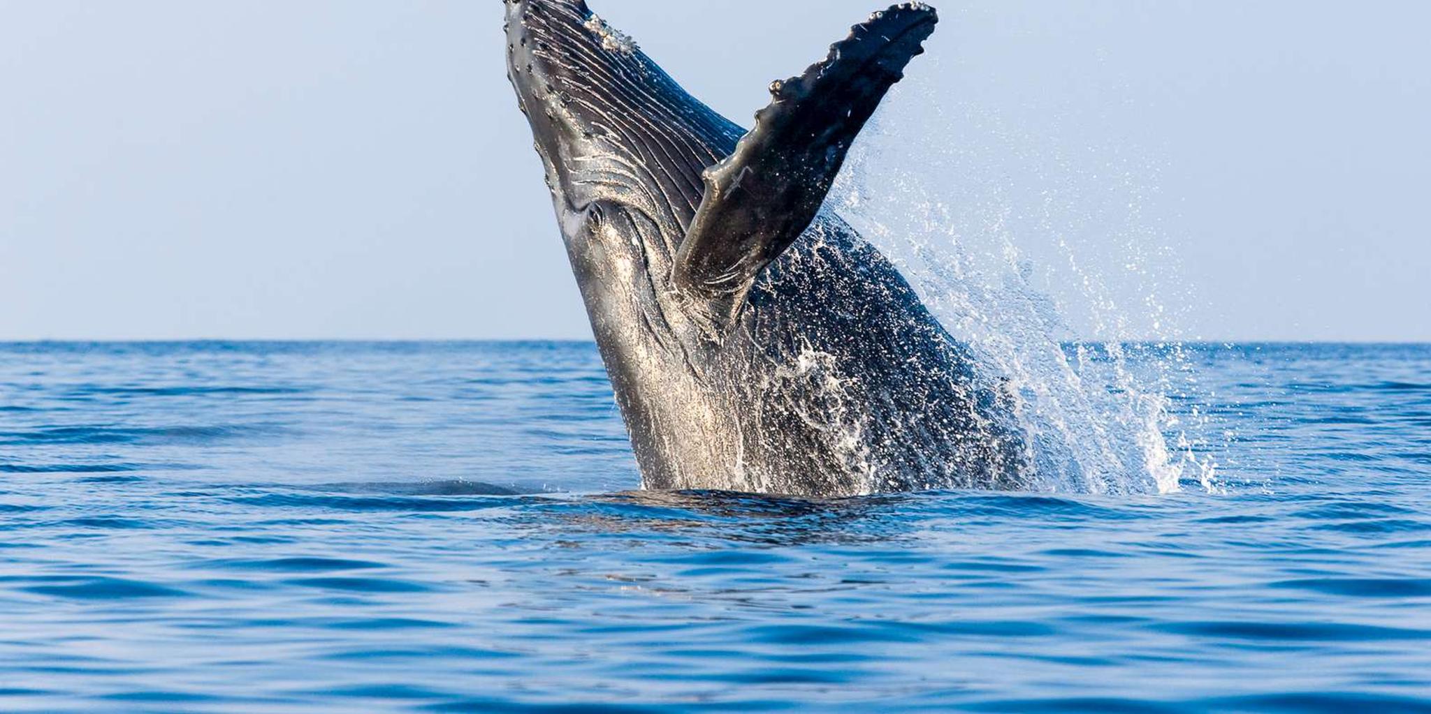Kailua-Kona Whale Watching Cruise