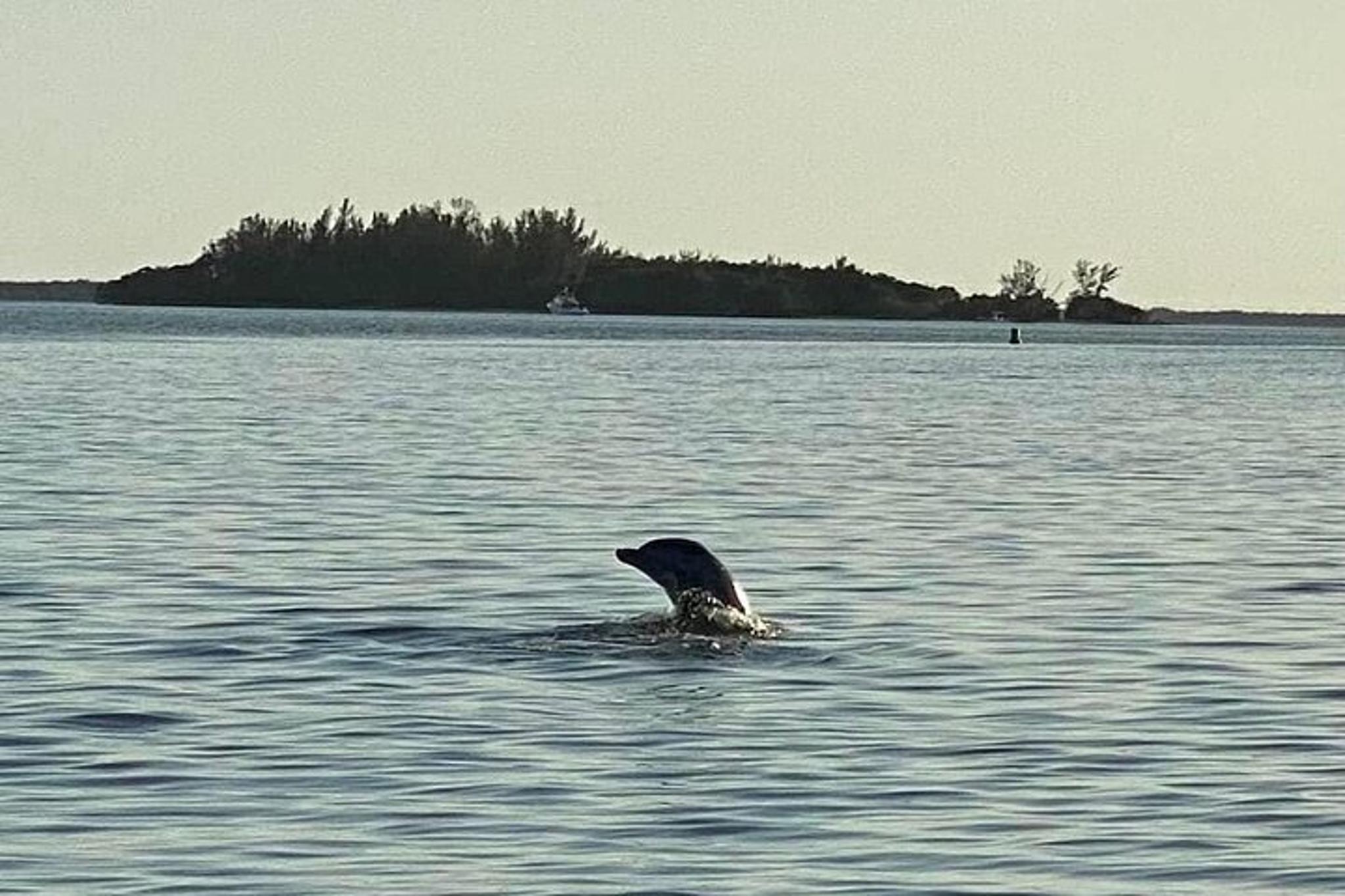 Cape Coral Dolphin Boat Tour - Image 5