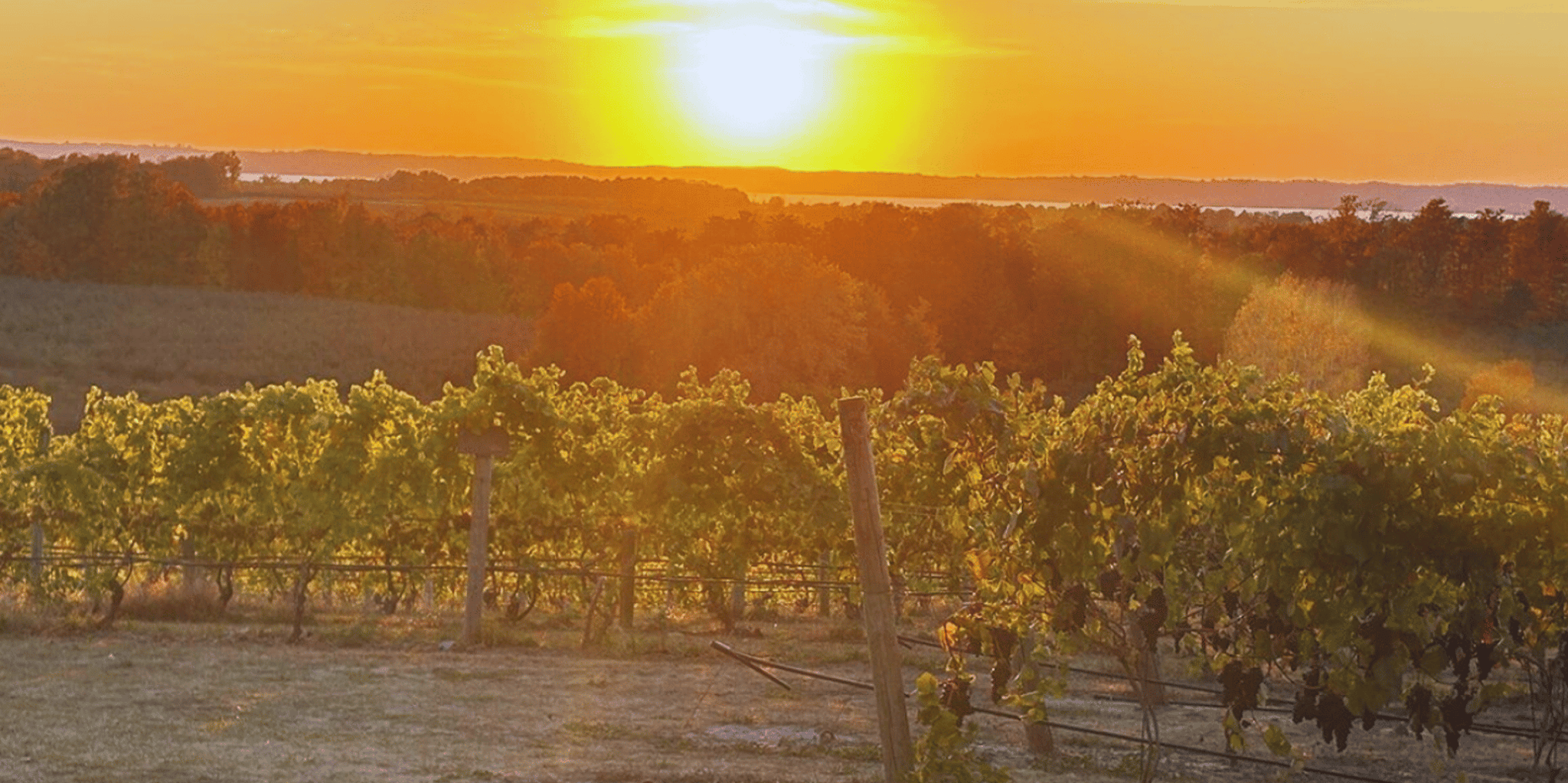 Traverse City Wine Tour at Sunset 4 hr - Image 5