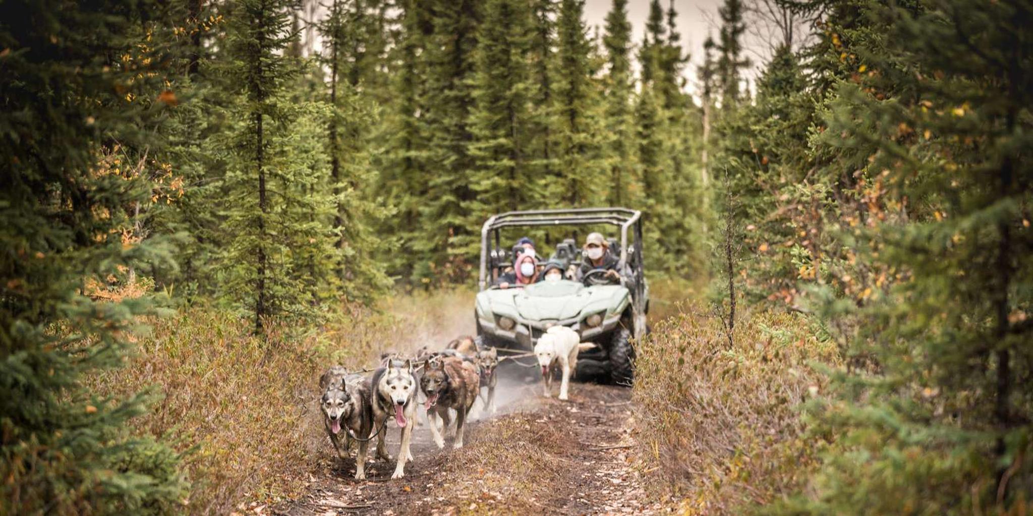 Fairbanks Dog Mushing UTV Adventure - Image 5