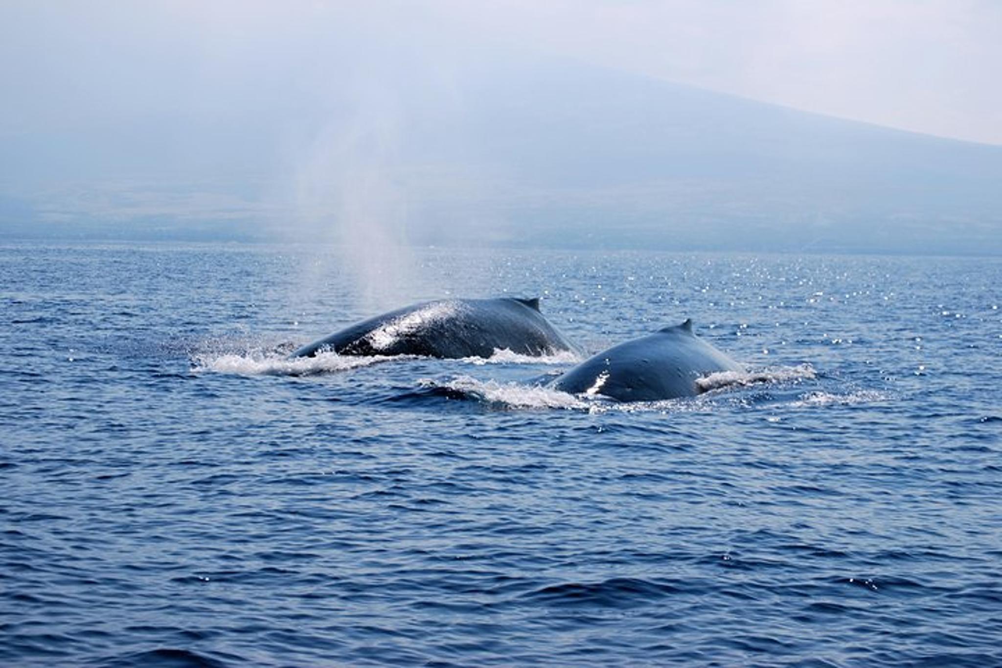 Kailua-Kona Whale Watching Raft Adventure - Image 4