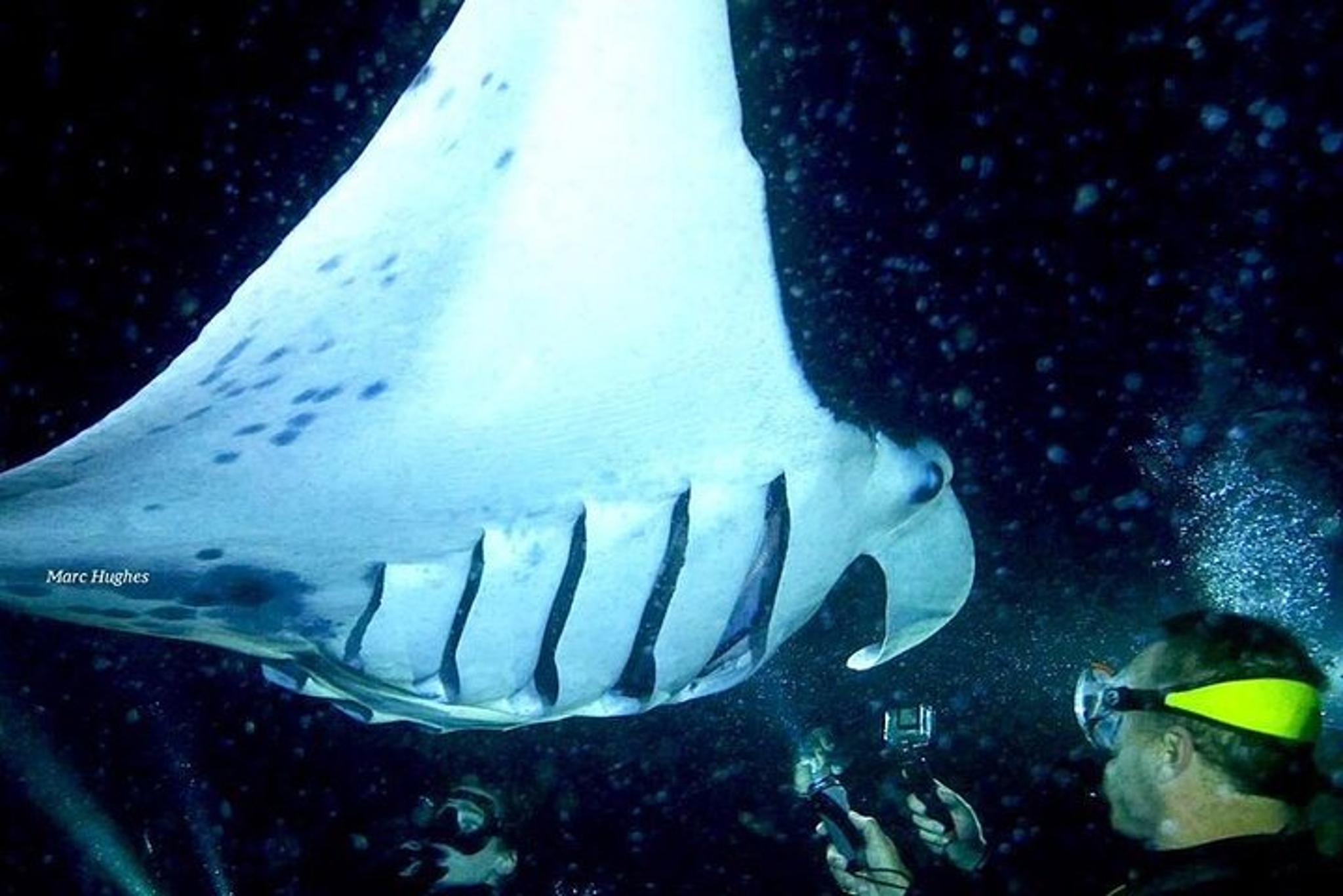 Kona Manta Ray Night Snorkel and Dive 3 hr - Image 4