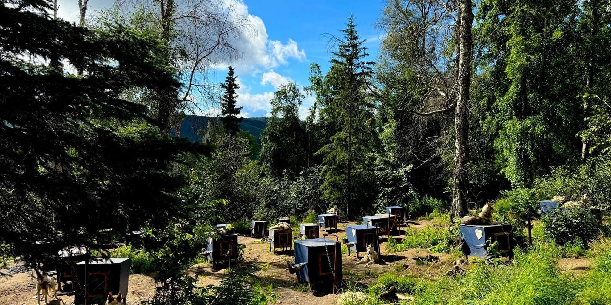 Fairbanks Siberian Husky Kennel Tour