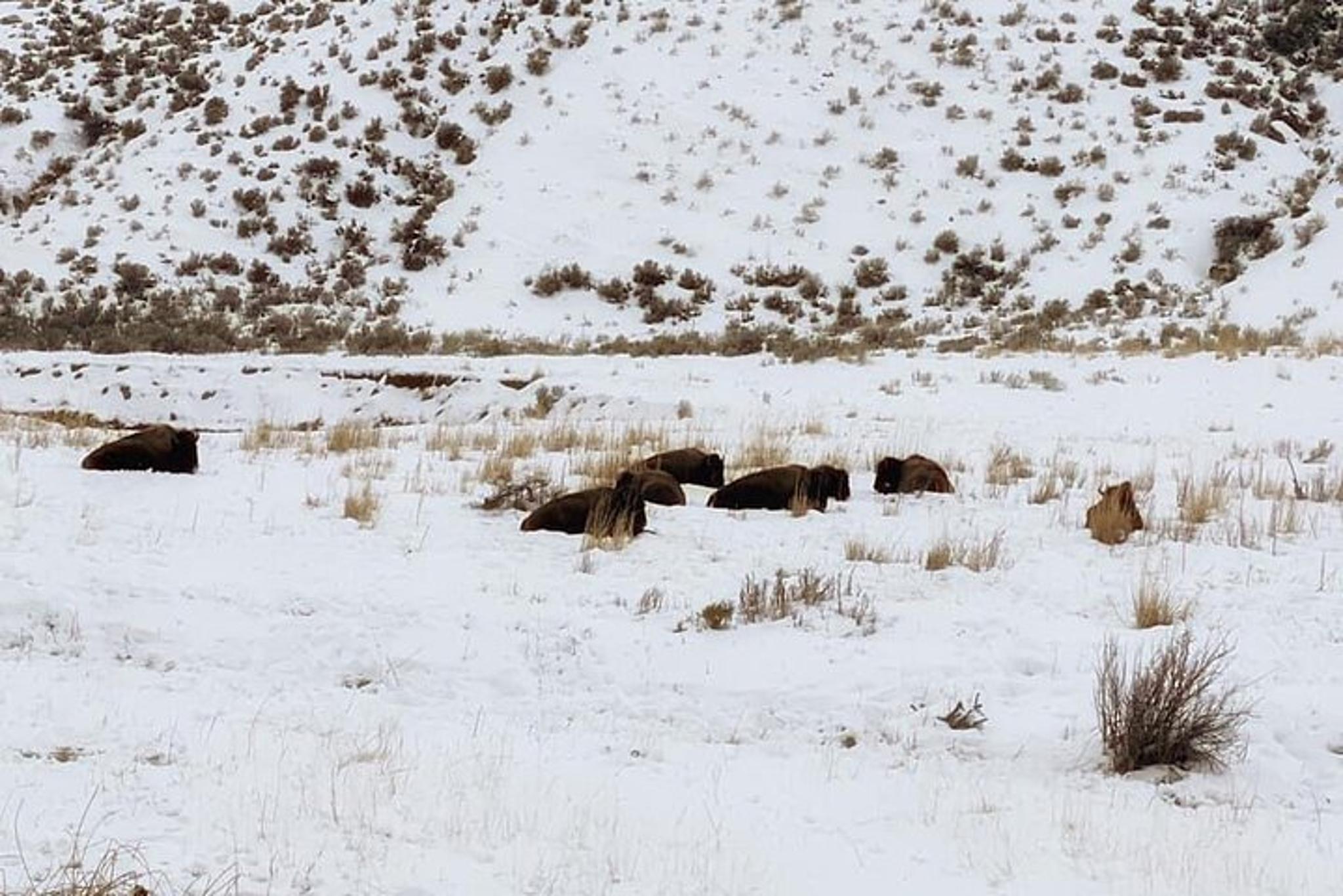 North Yellowstone National Park Winter Excursion - Image 6