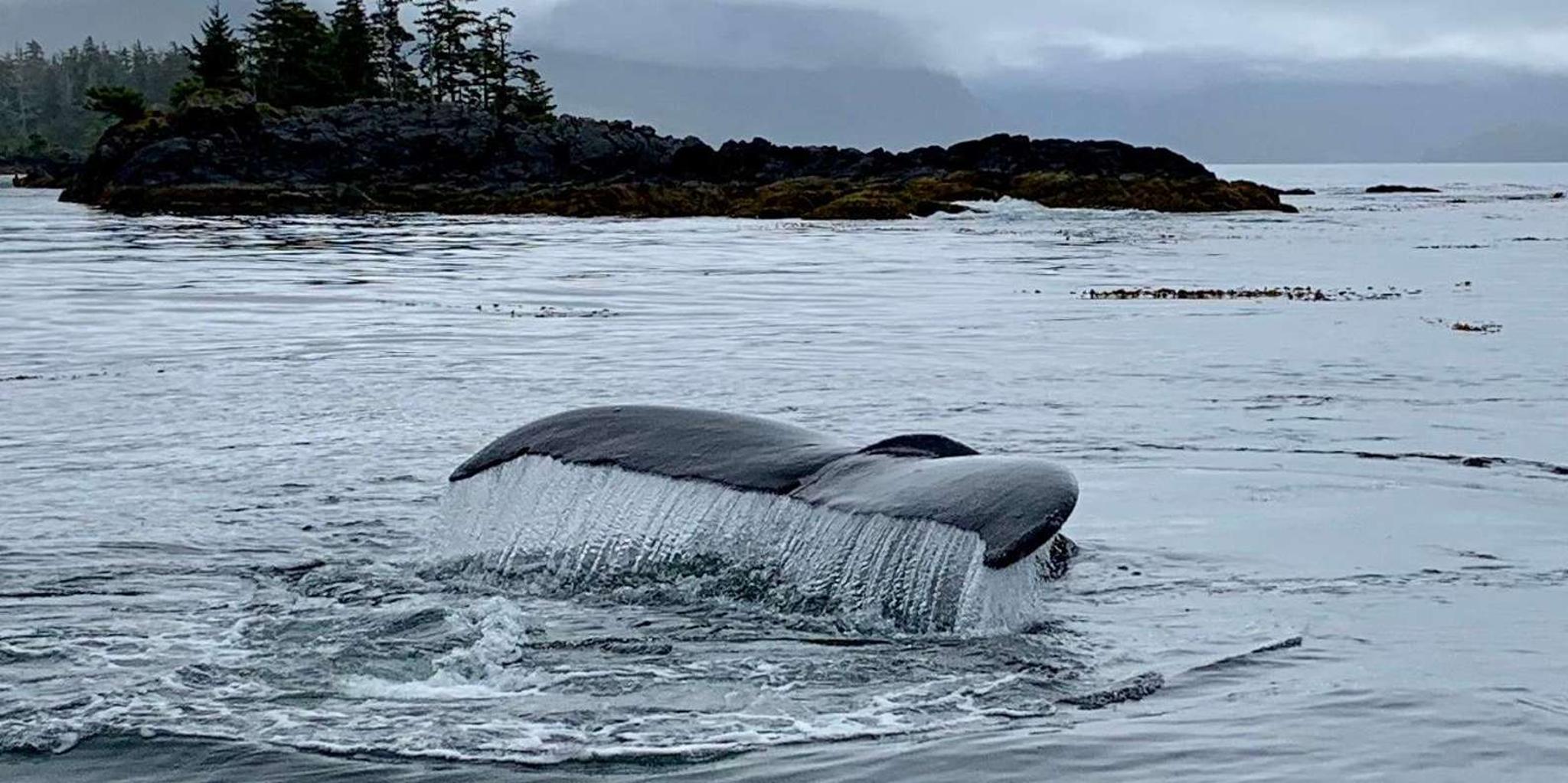 Sitka Wildlife Photo Safari & Beachcombing Cruise - Image 2