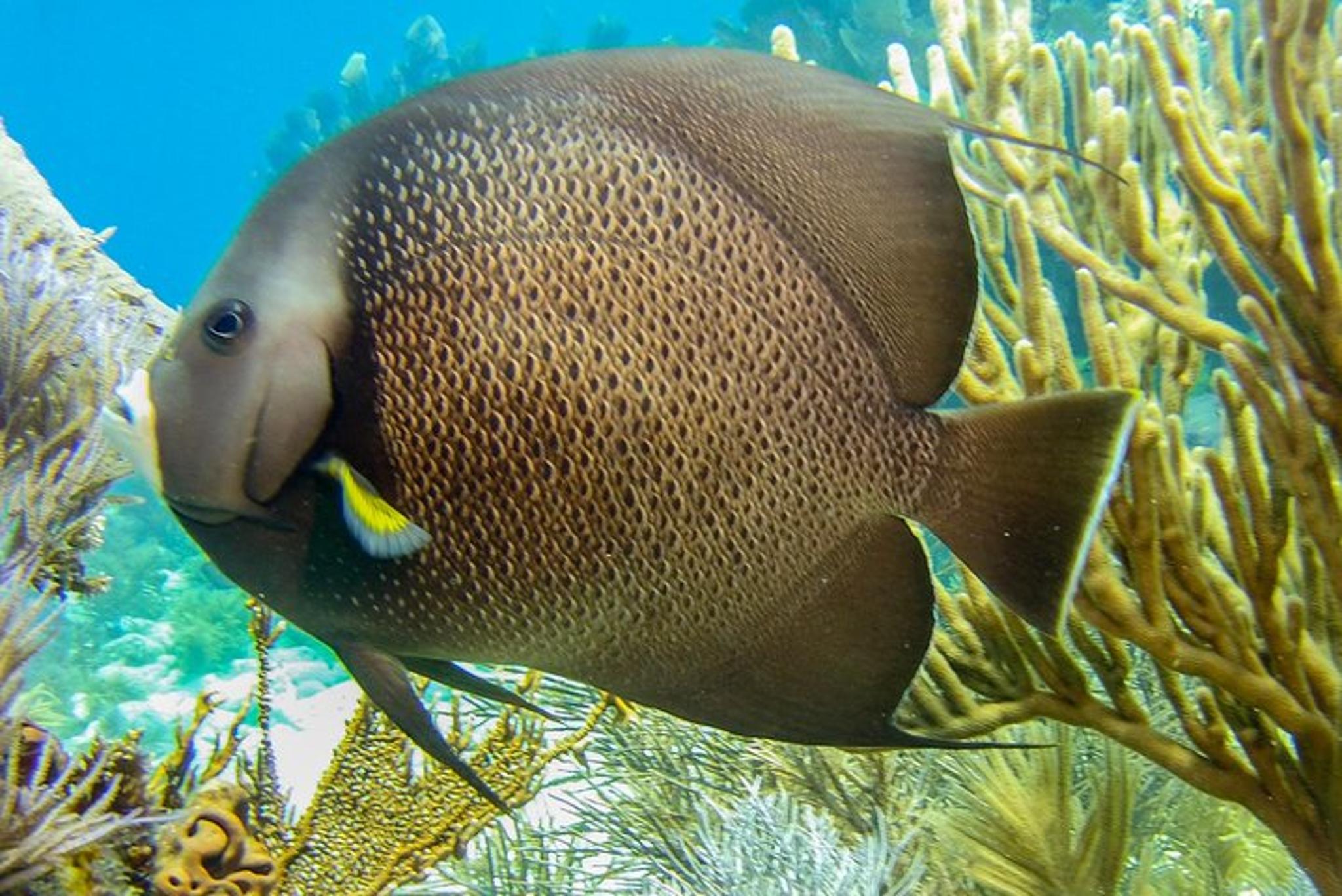 Key Largo Snorkeling and Scuba Reef Trip - Image 6