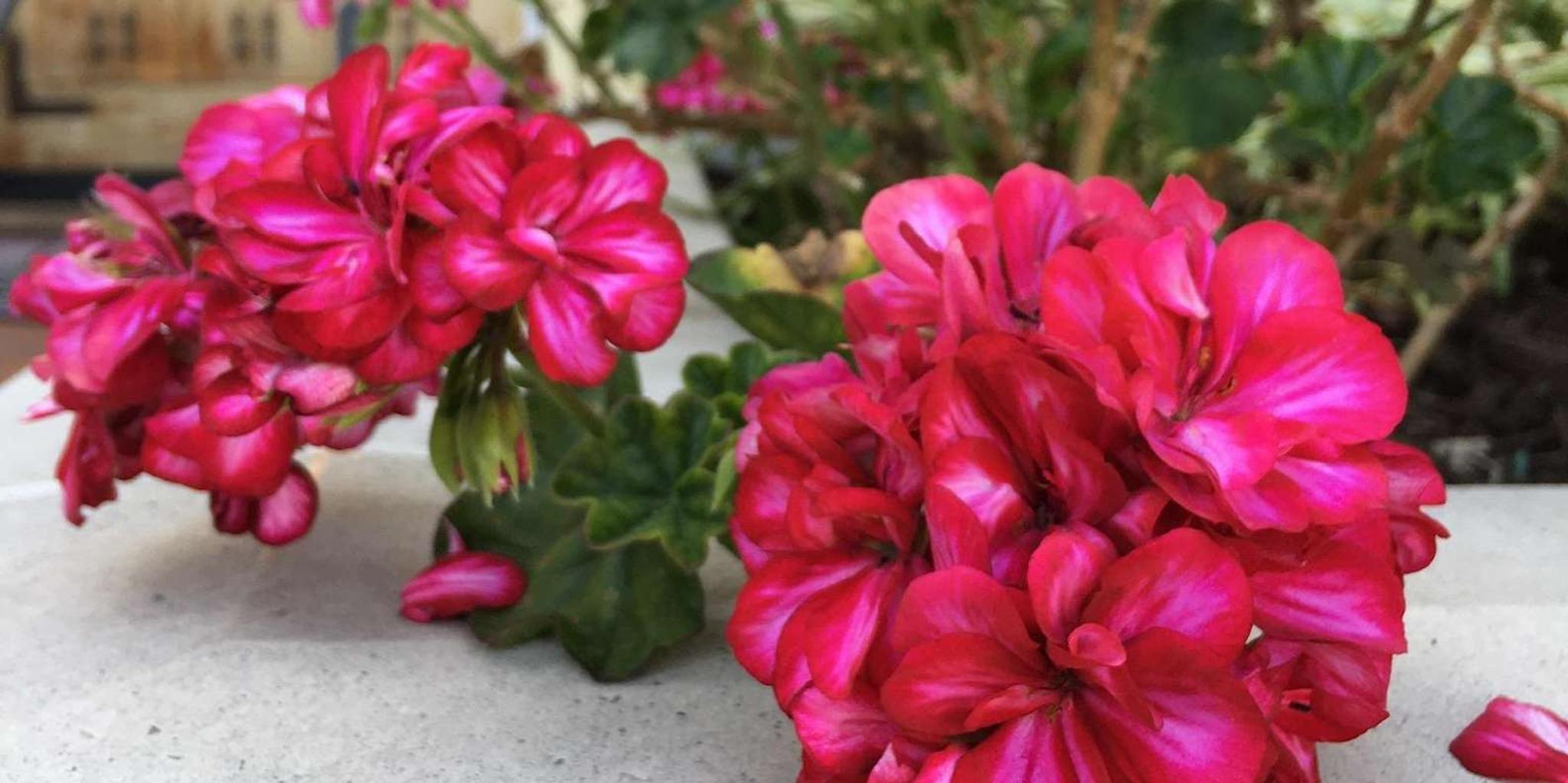 Santa Monica Hidden Stairways & Canyon Paths Tour - Image 1