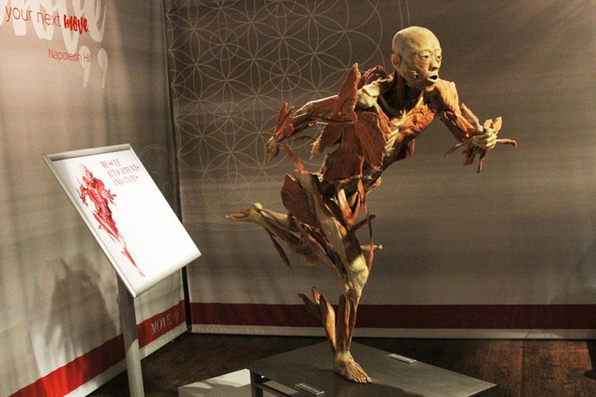 Las Vegas Real Bodies Exhibit - Image 2