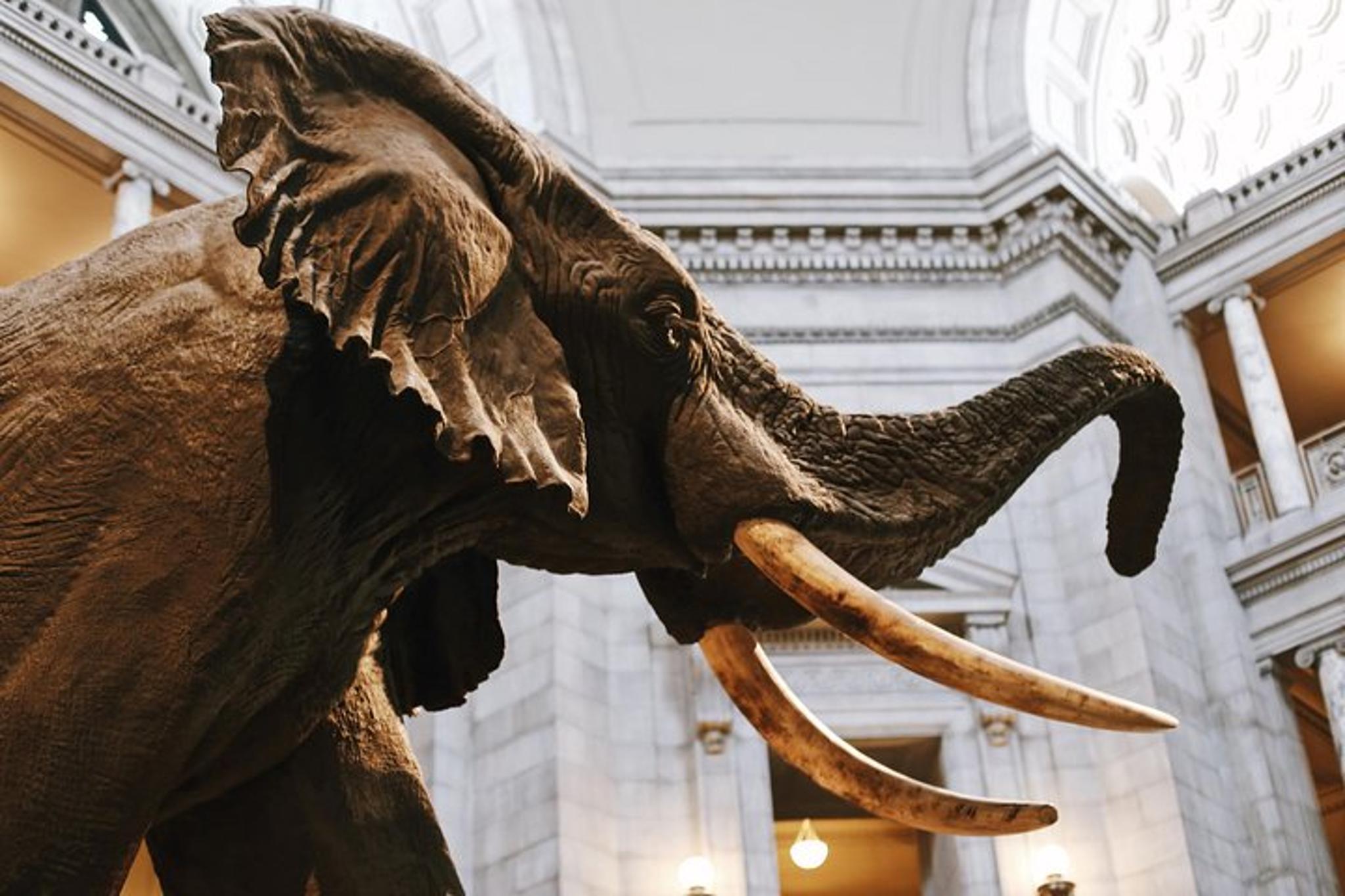 Washington D.C. Museum of Natural History Tour - Image 4