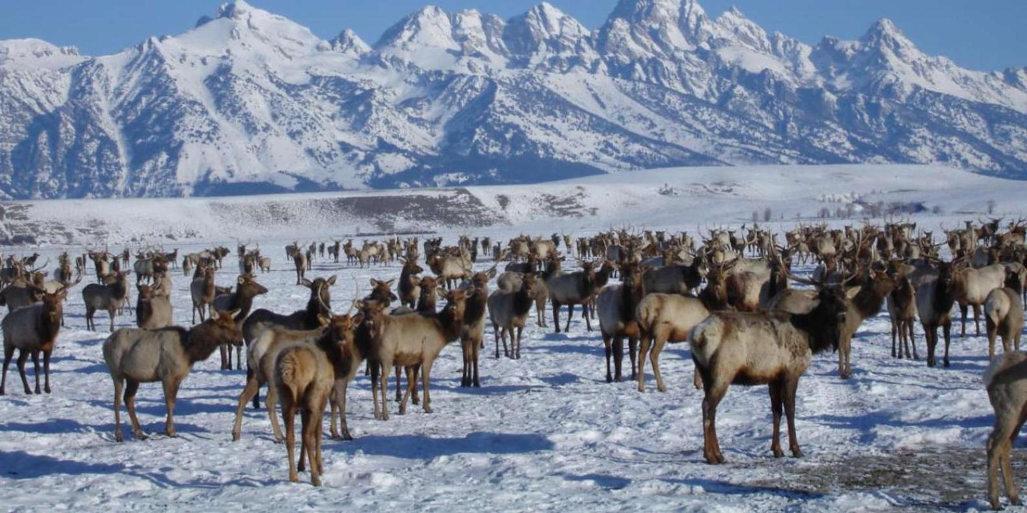 Jackson Hole National Elk Refuge Sleigh Ride - Image 2