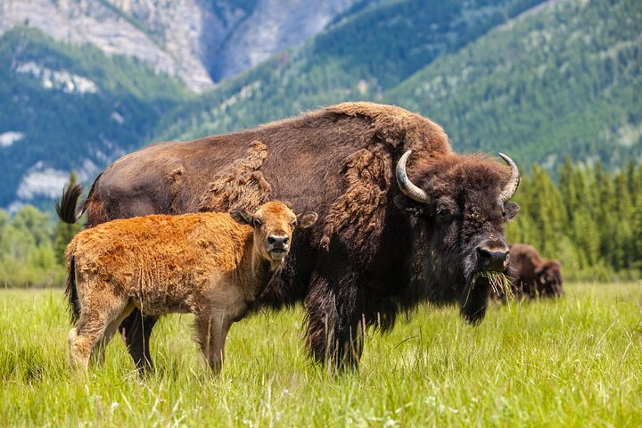 Yellowstone Private Guided Tour - Image 5