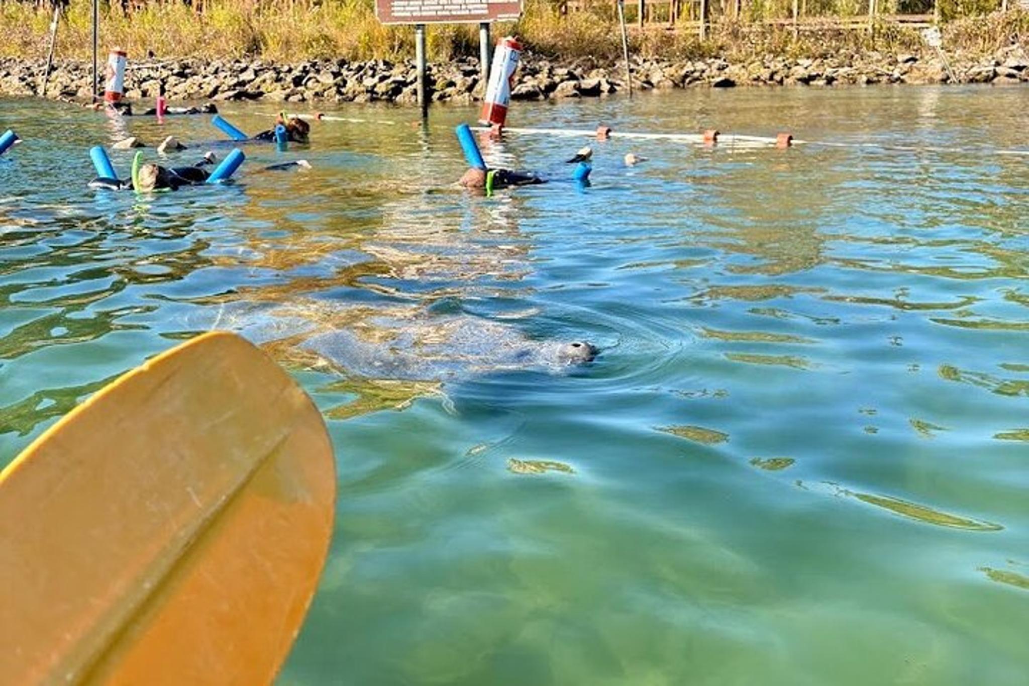 Crystal River Kayak Rental with Manatee Viewing 3 hr - Image 2