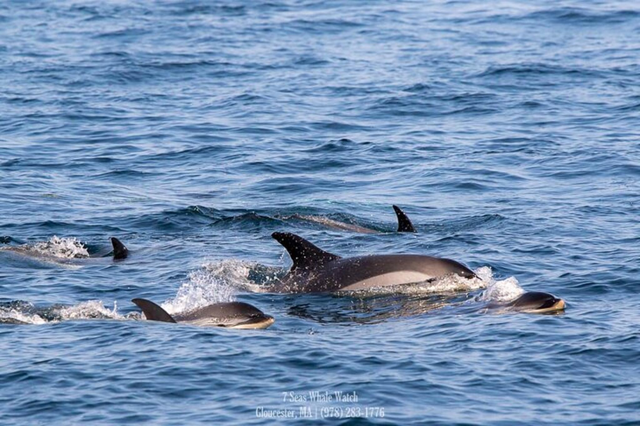 Gloucester Whale Watching Tour to Stellwagen Bank - Image 5